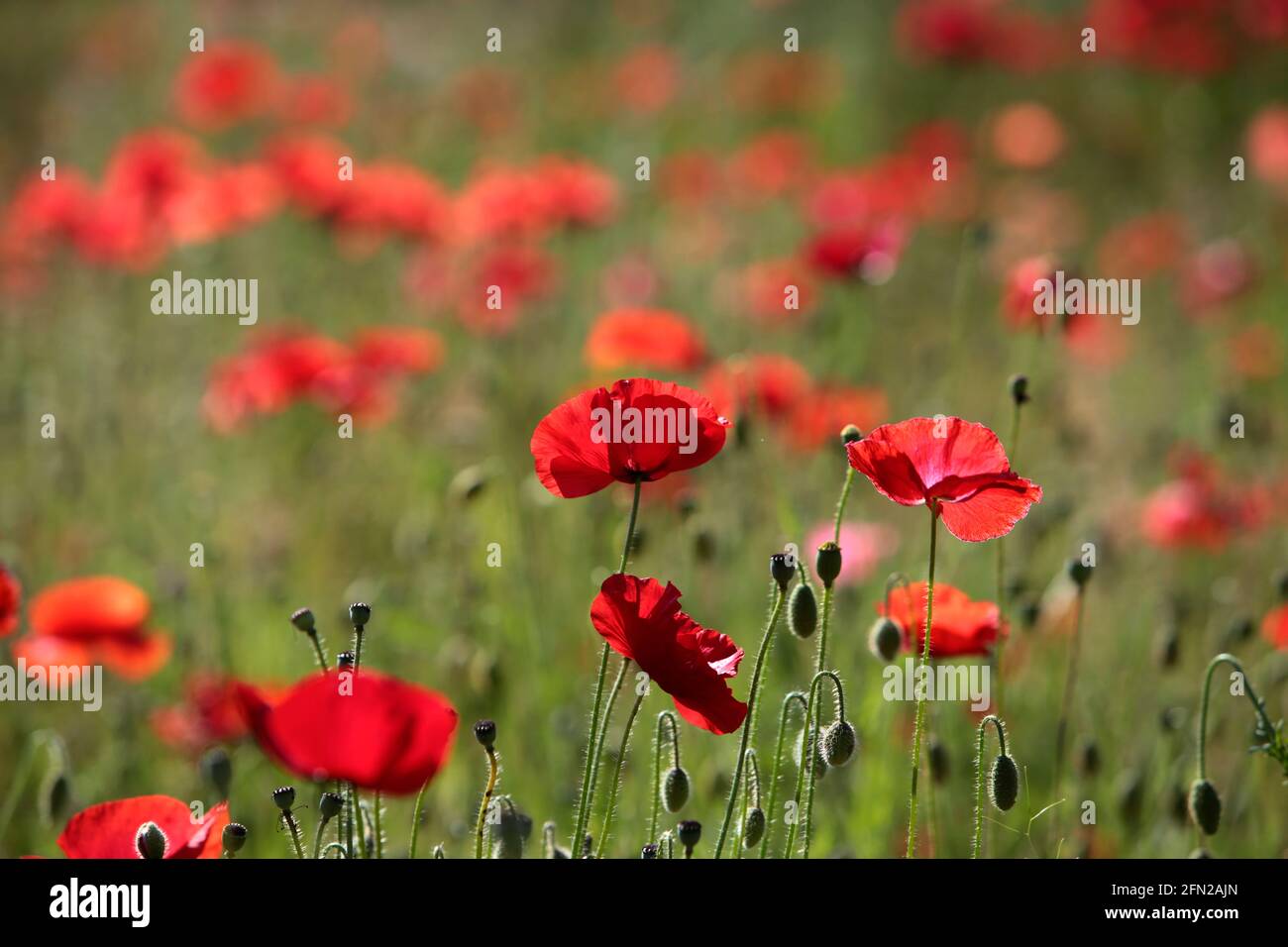 Papaveri rossi su un prato in primavera Foto Stock