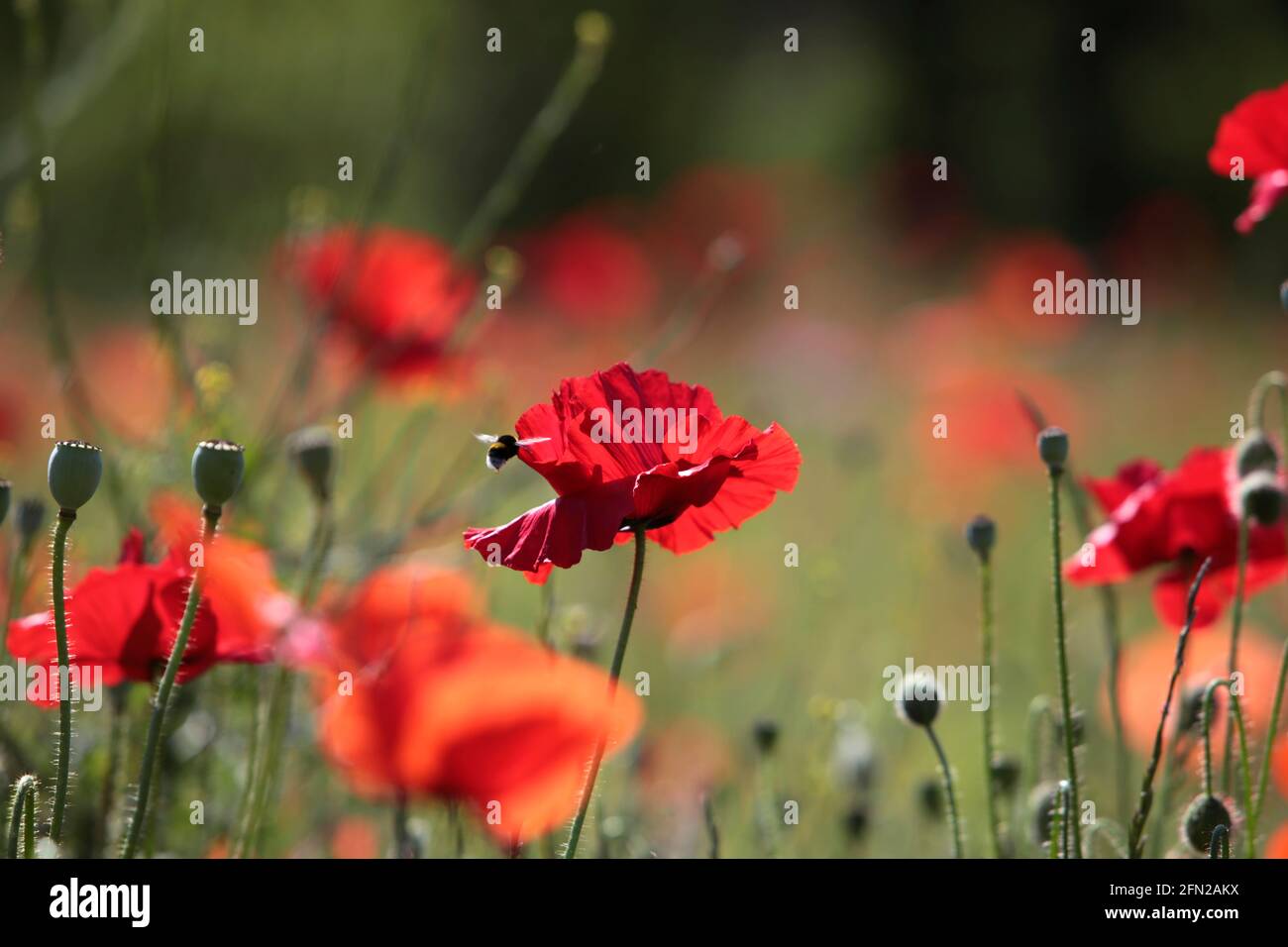 Papaveri rossi su un prato in primavera Foto Stock