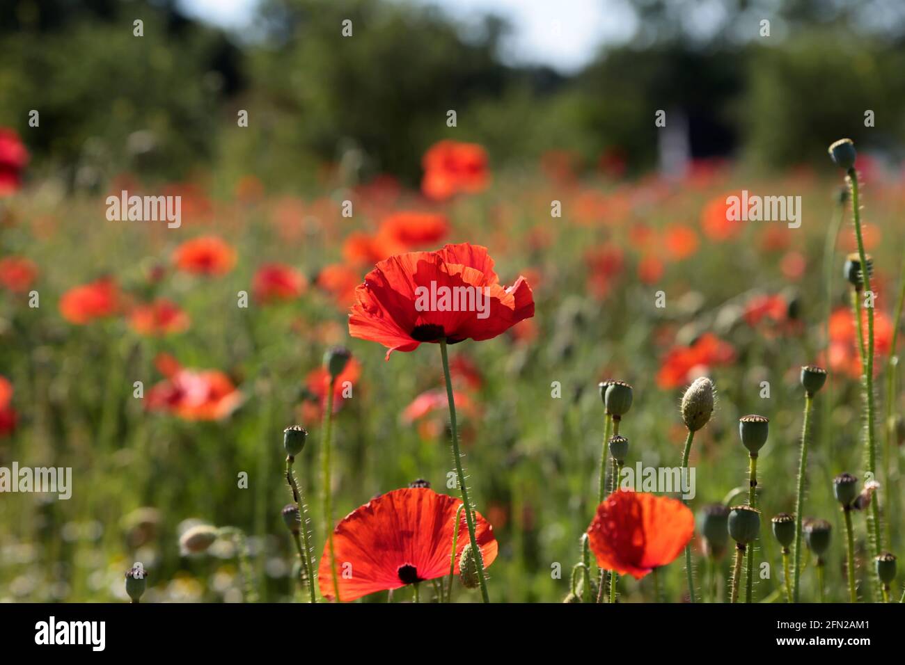 Papaveri rossi su un prato in primavera Foto Stock