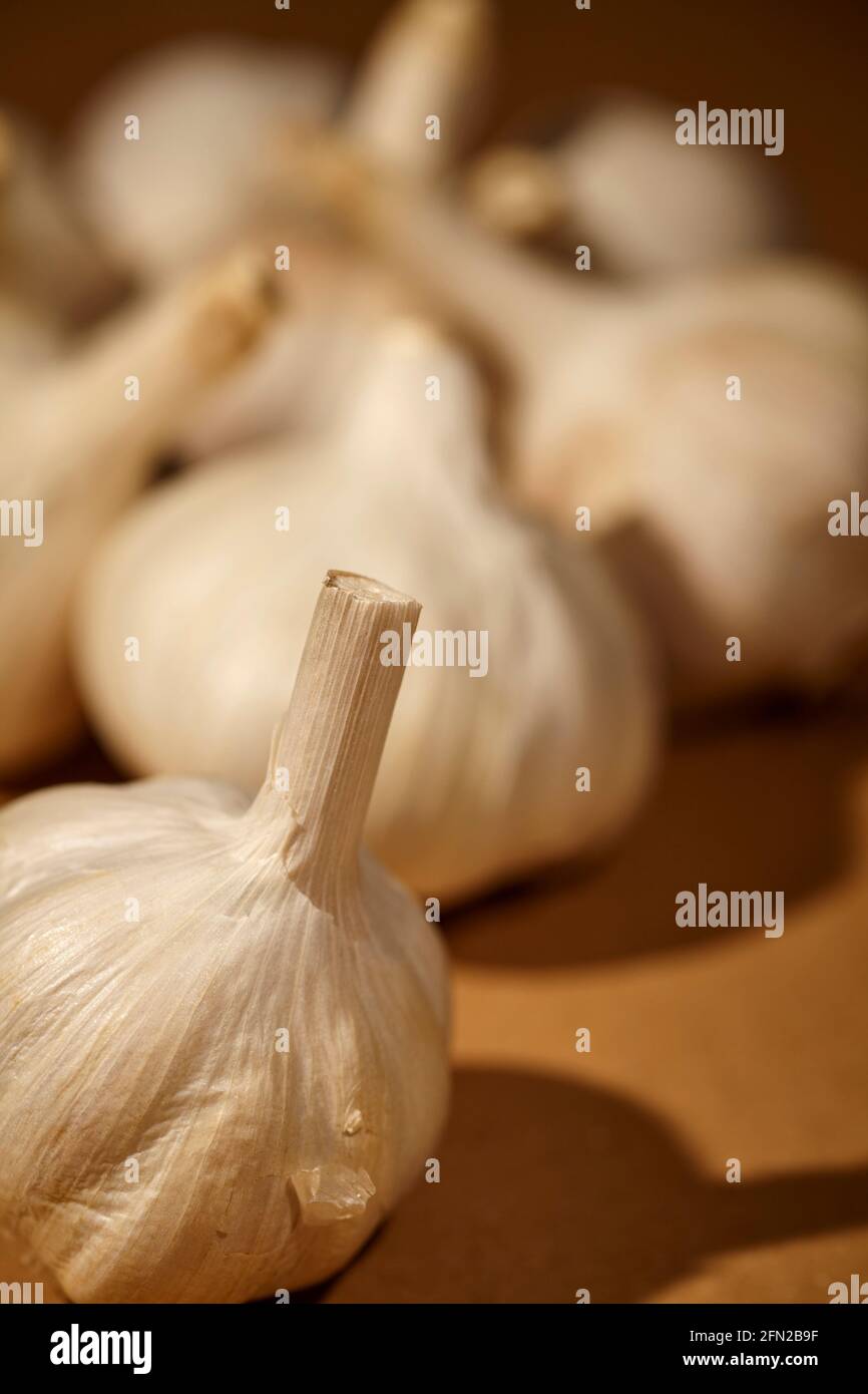 Teste di aglio crudo intero coltivato nella contea di Chester, Pennsylvania, Stati Uniti Foto Stock