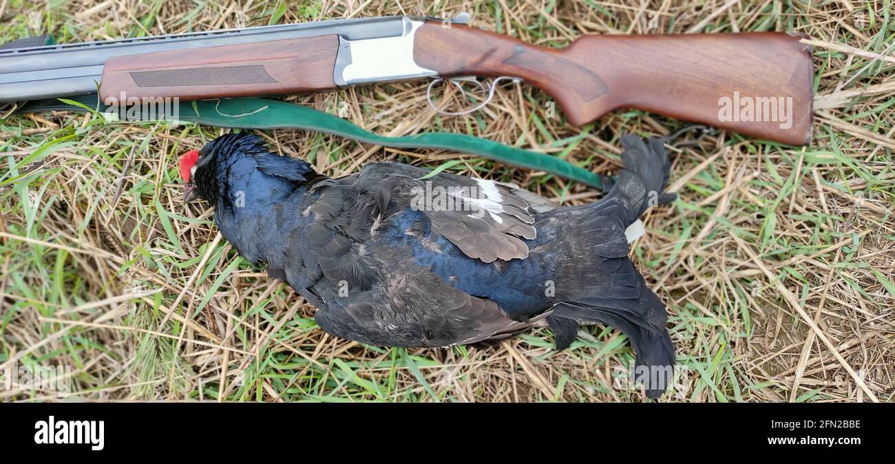 Trofeo nero Grouse e una pistola sull'erba. Il cacciatore cacciò un uccello nero con una pistola. Fucile da caccia e cazzi roventi giacenti sull'erba Foto Stock