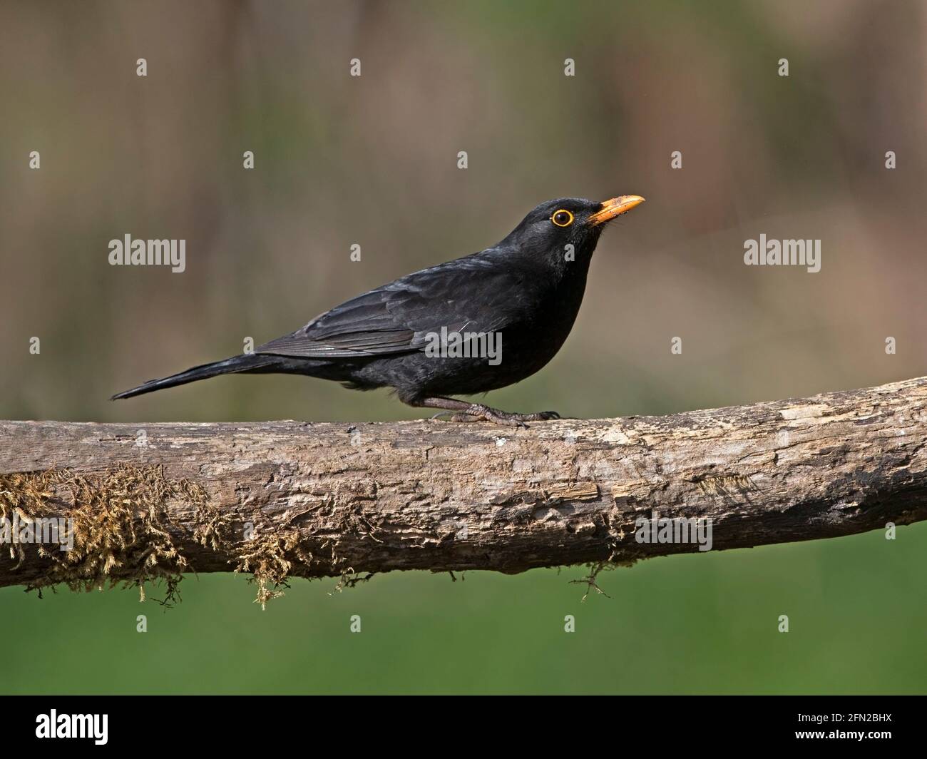 Maschio di merlo comune appollaiato sul ramo Foto Stock