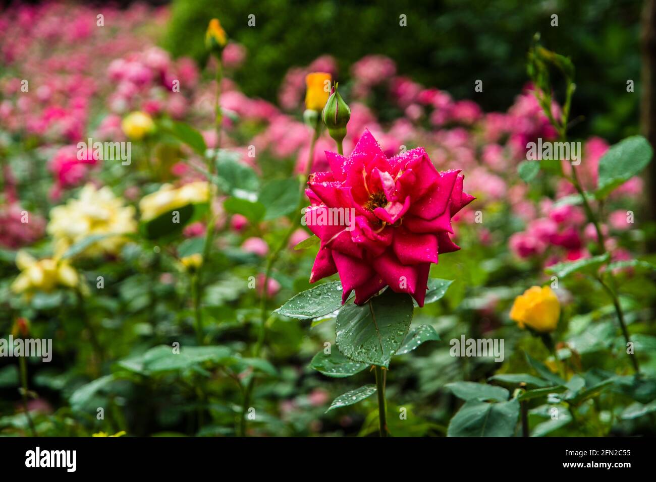 Fiori di rosa cinesi in fiore in giardino Foto Stock