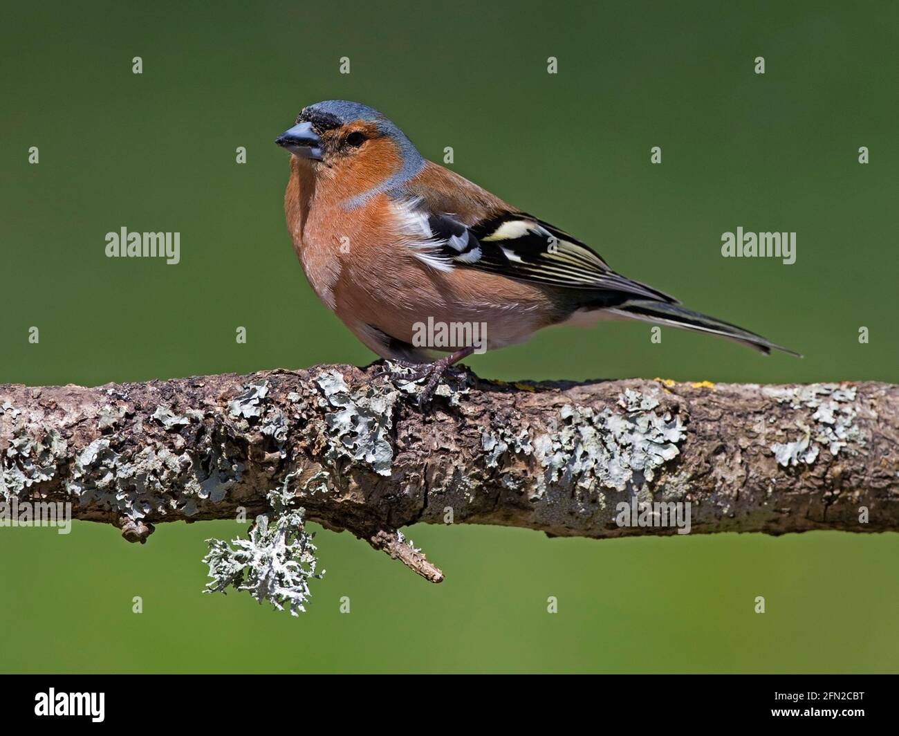 Maschio di fringuello appollaiato sul ramo Foto Stock