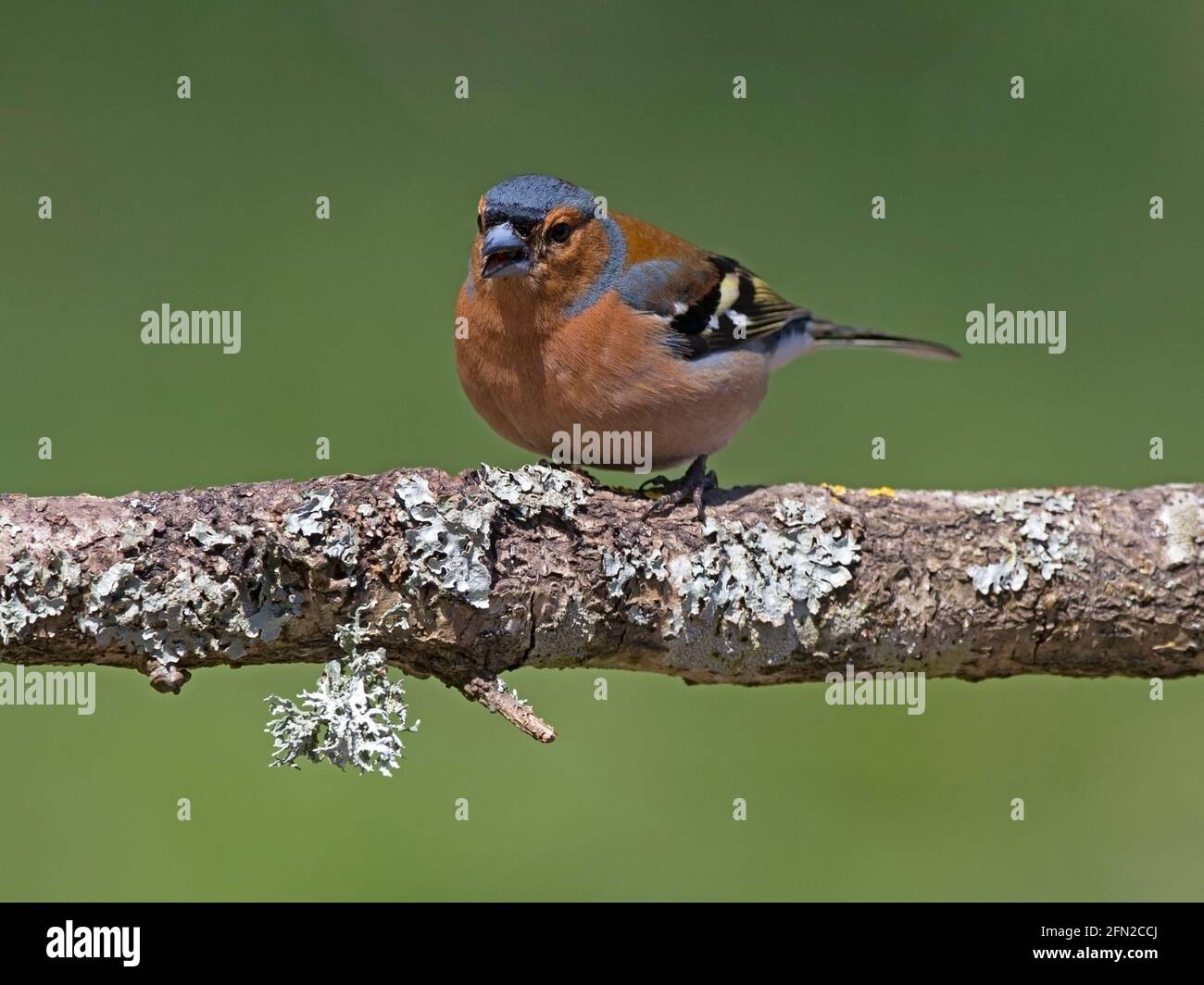 Maschio di fringuello appollaiato sul ramo Foto Stock