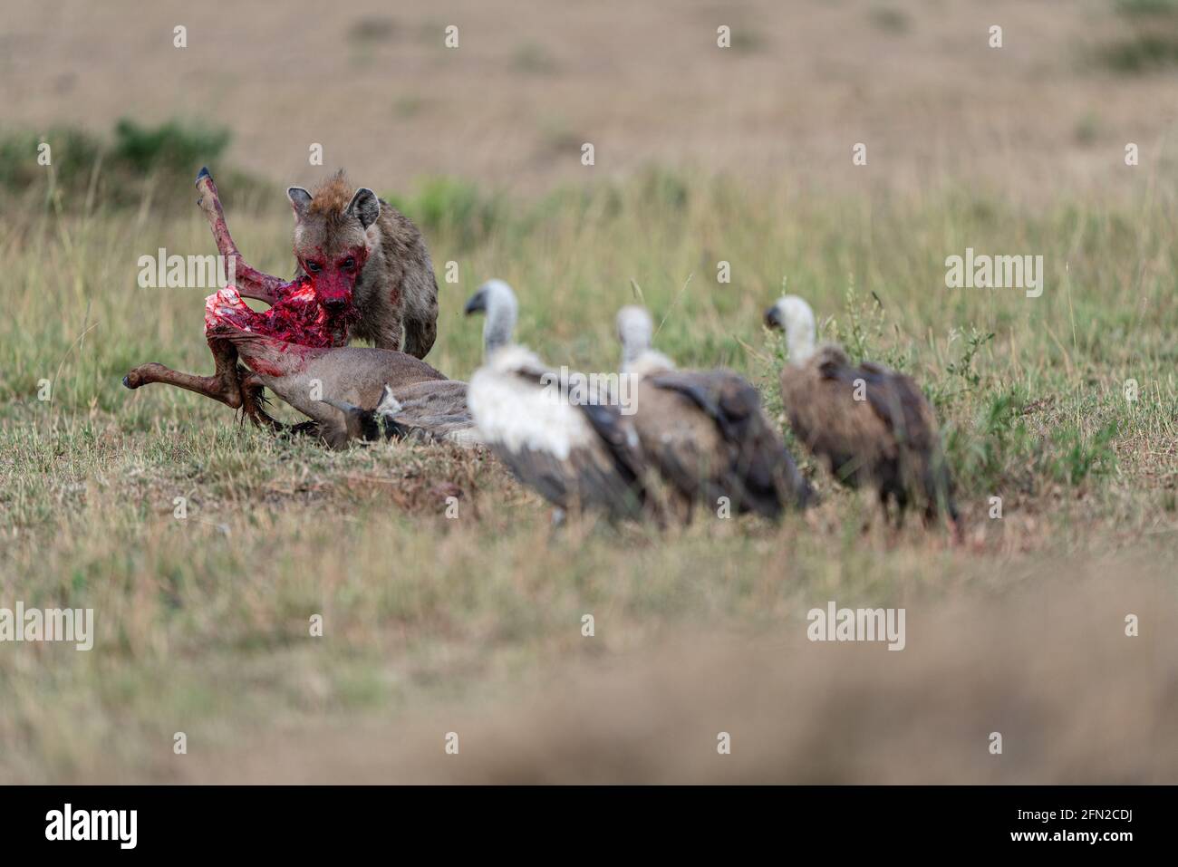 Gli avvoltoi aspettano di dondolarsi sul pasto grande della hyena. KENYA: LE IMMAGINI DI GORY hanno catturato un wildebeest con i SUOI GUAI appesi fuori dopo essere stati attaccati da un Foto Stock