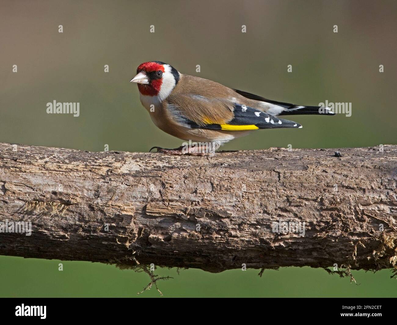 Unione cardellino appollaiato sul ramo Foto Stock