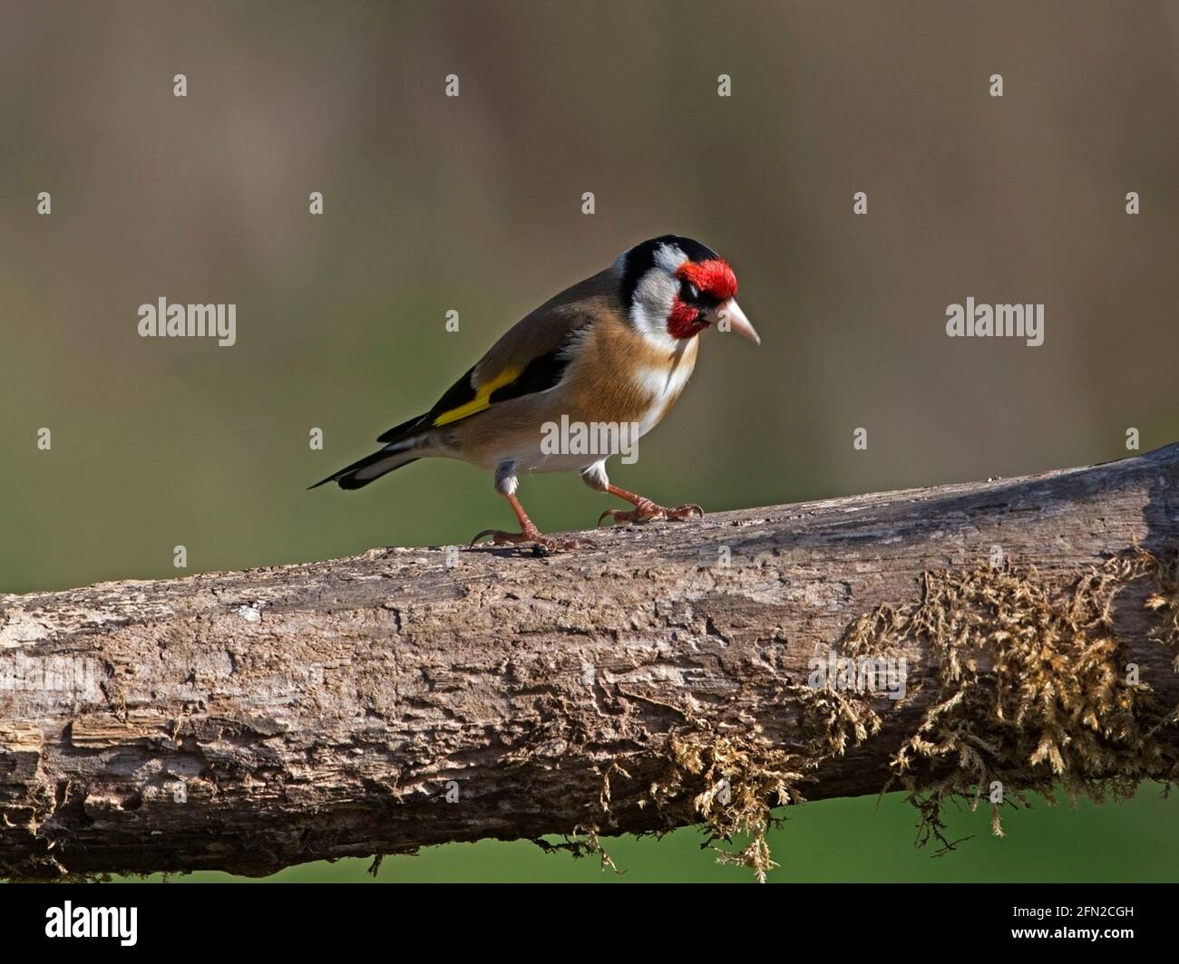 Unione cardellino appollaiato sul ramo Foto Stock