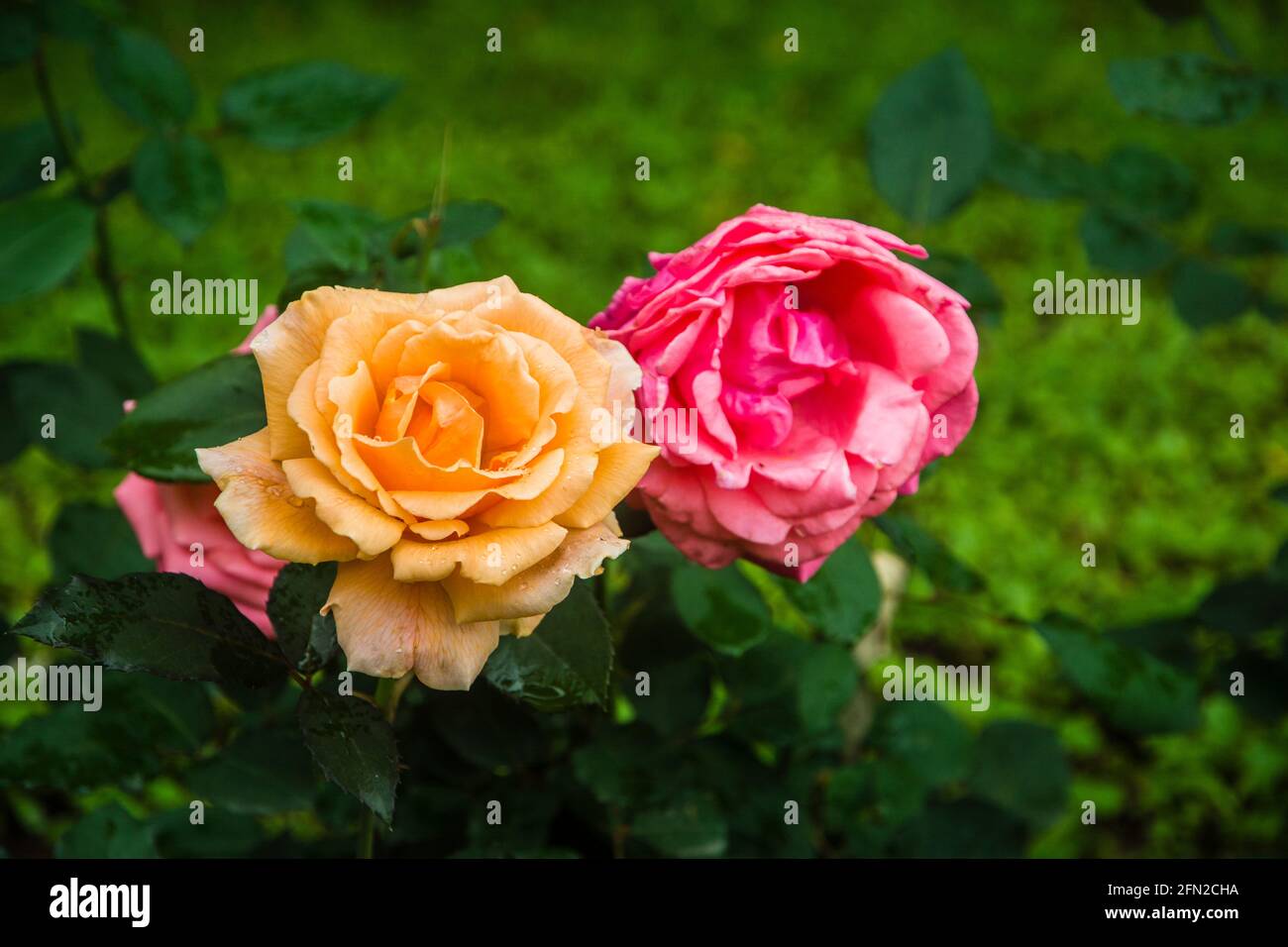 Fiori di rosa cinesi in fiore in giardino Foto Stock