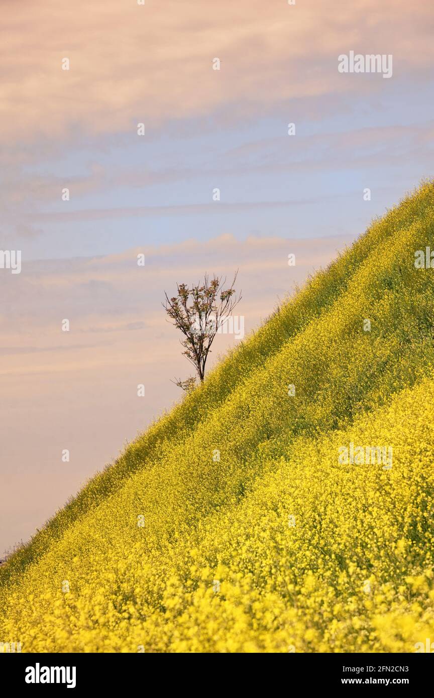 Campo di colza, solo albero e cielo blu in primavera Foto Stock
