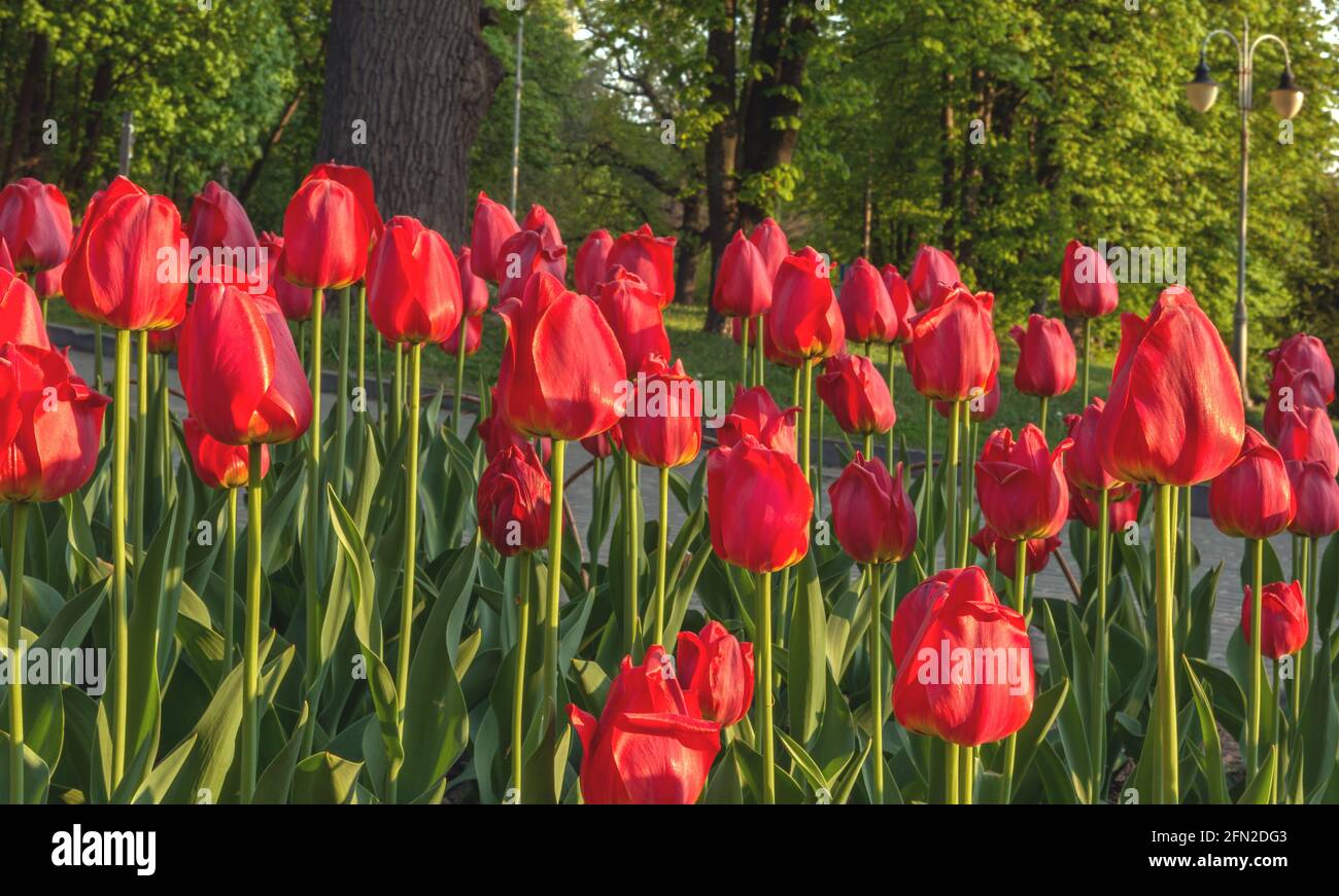 Tulipani rossi in fiore nel giardino botanico. Foto Stock