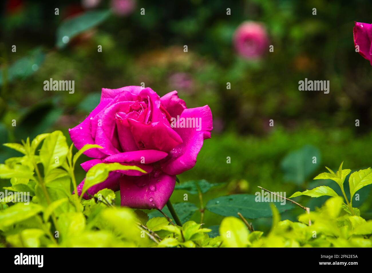 Fiori di rosa cinesi in fiore in giardino Foto Stock