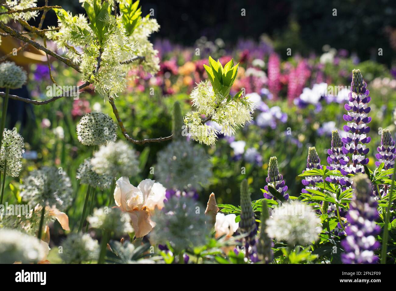 Un gruppo di fiori primaverili sotto un albero periferico in un giardino fiorito. Foto Stock