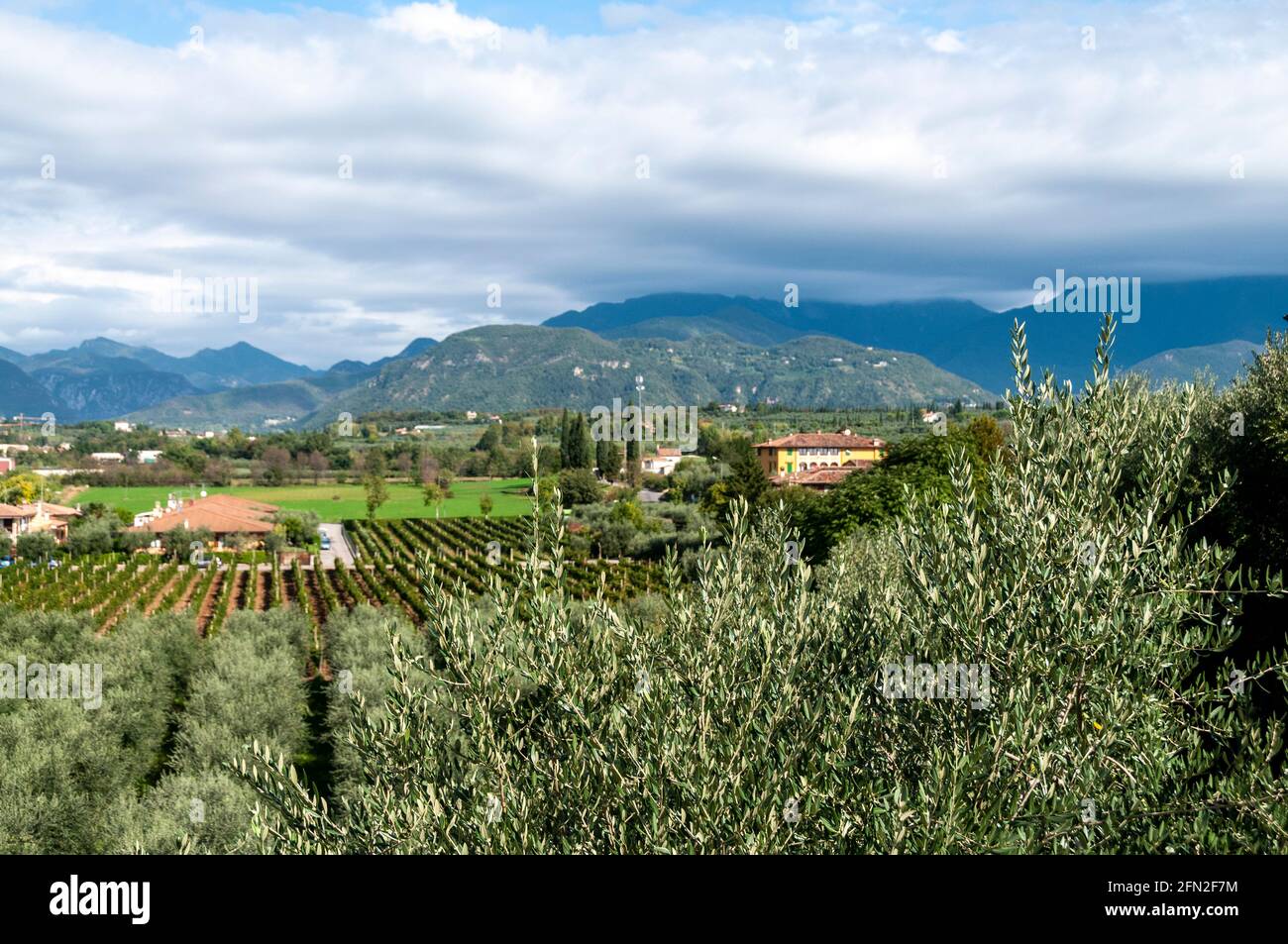 I vigneti e l'estremità meridionale delle Alpi Italiane sul versante occidentale del Lago di Garda, nel nord Italia. Foto Stock