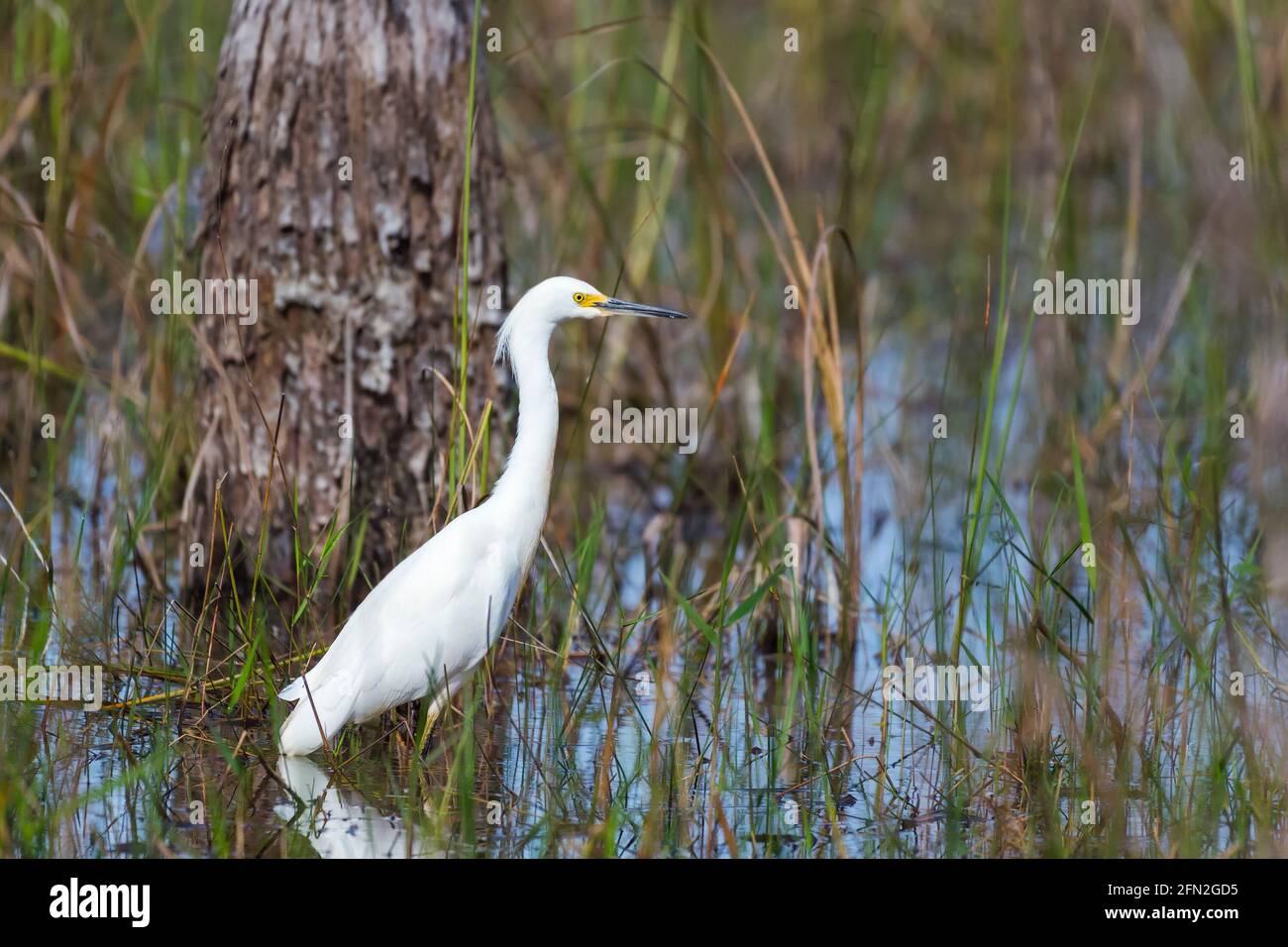 Garza nevosa (Egretta thula) in piedi in acqua. Big Cypress National Preserve. Florida. STATI UNITI Foto Stock