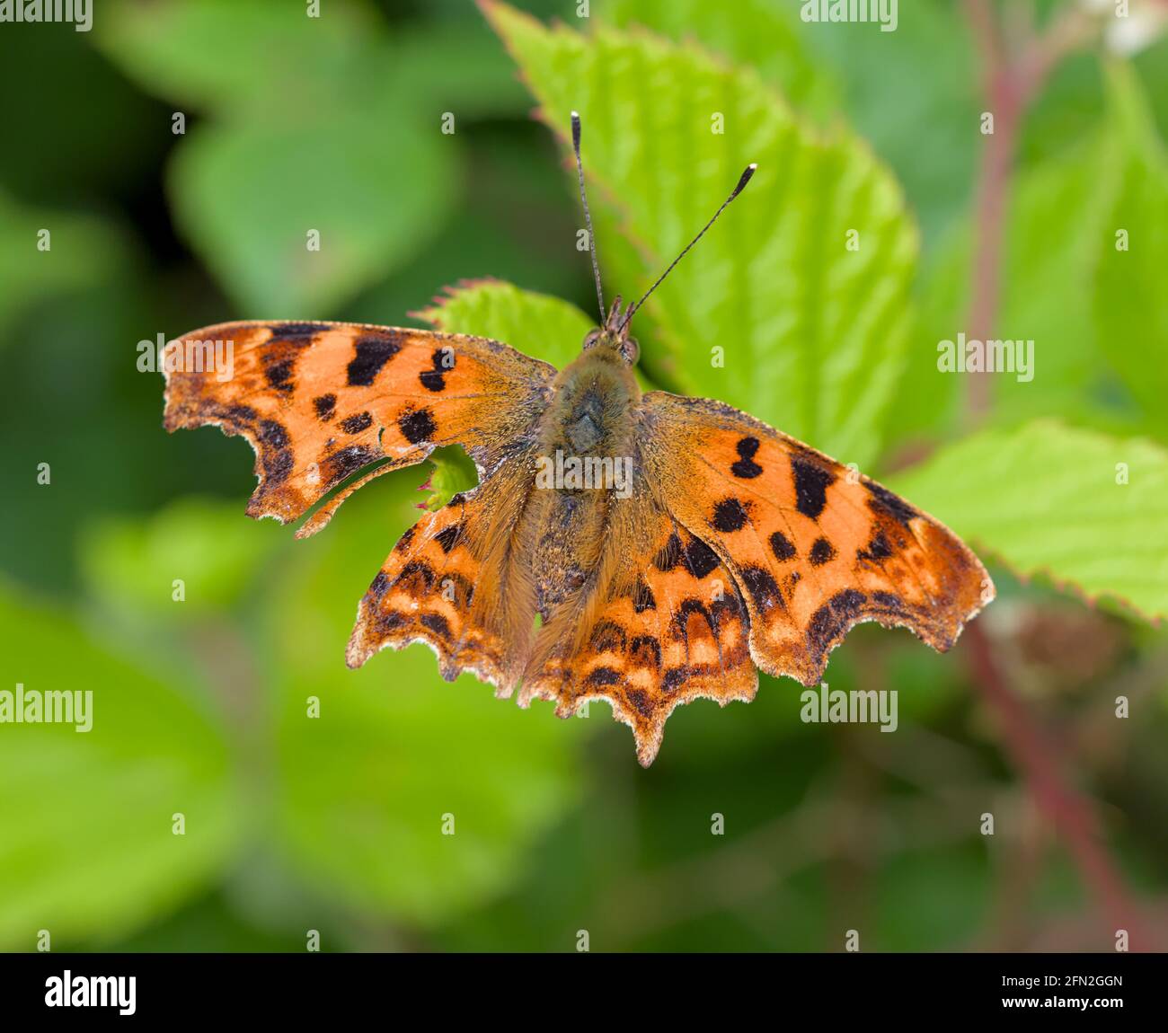 Virgola Butterfly, Polygonia c-album, Resting on Brambles with Beak, Peck Damage on its Wing dopo l'attacco di UN BirdStanpit Marsh UK Foto Stock