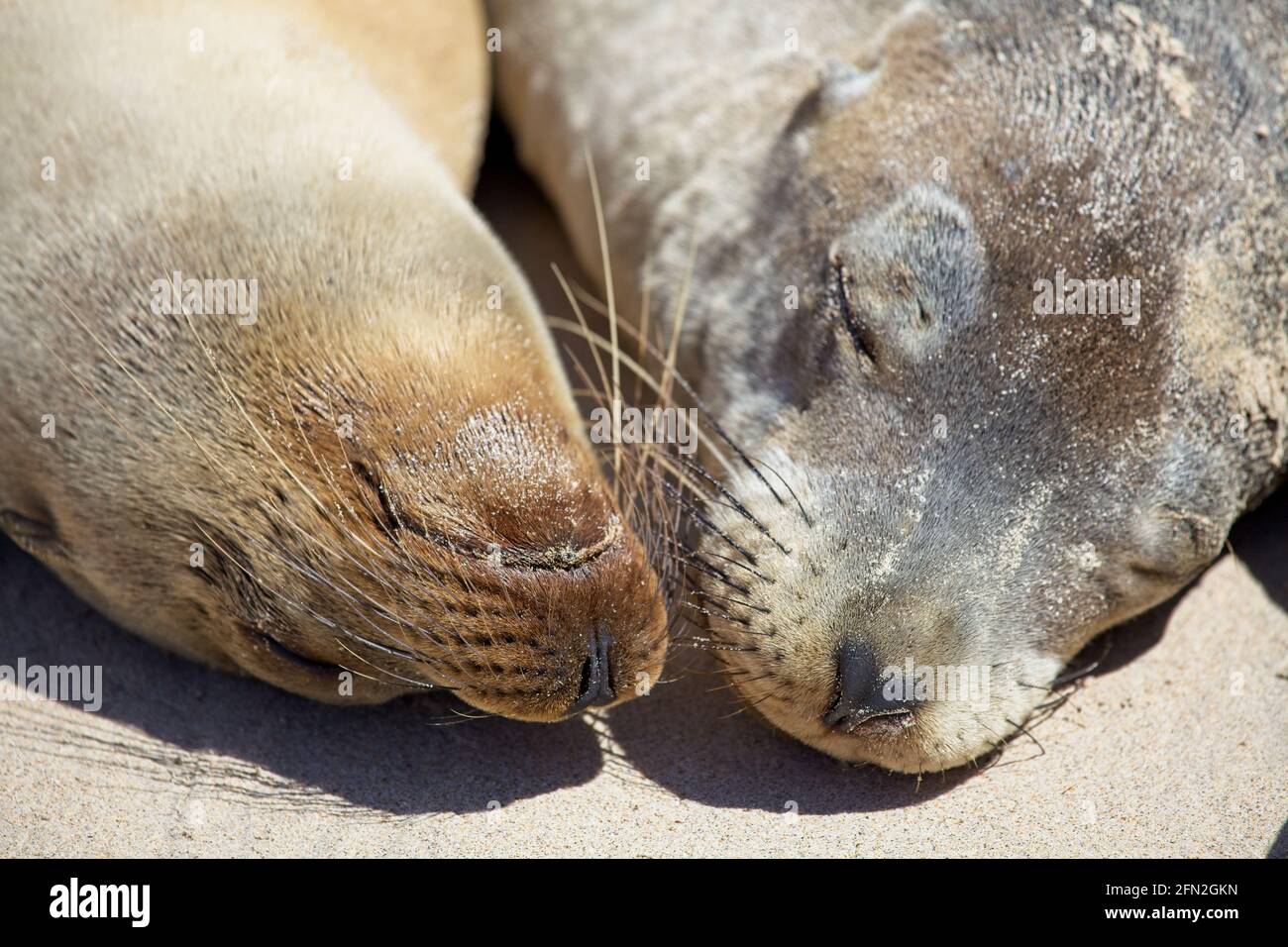 Closeup ritratto di due Galapagos Fur Seal (Arctocephalus galapagoensis) Isole Galapagos, Ecuador. Foto Stock