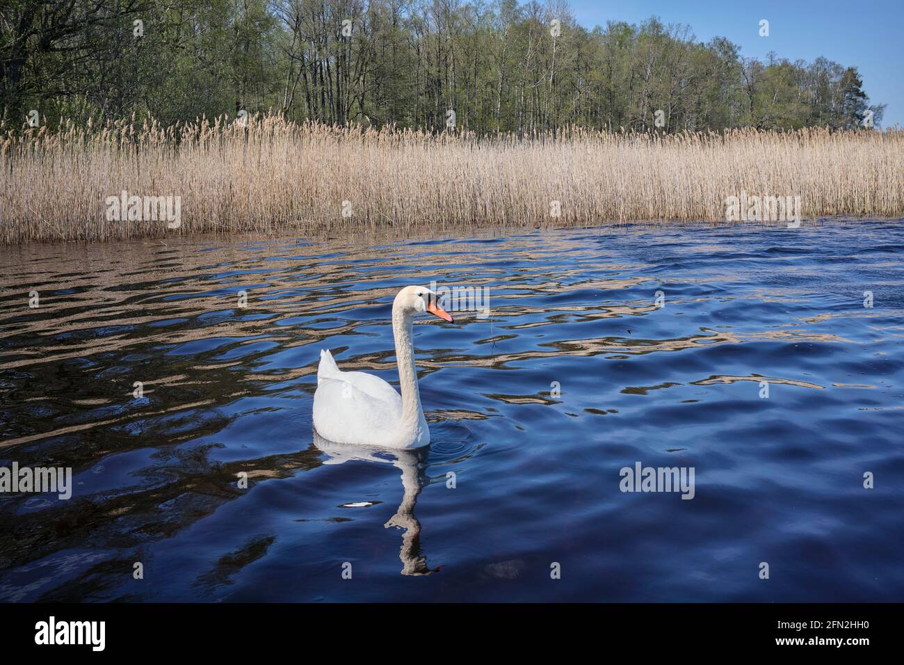 Cigno bianco Cigno colore nel lago Slokas Kemeri National Parco Lettonia Foto Stock