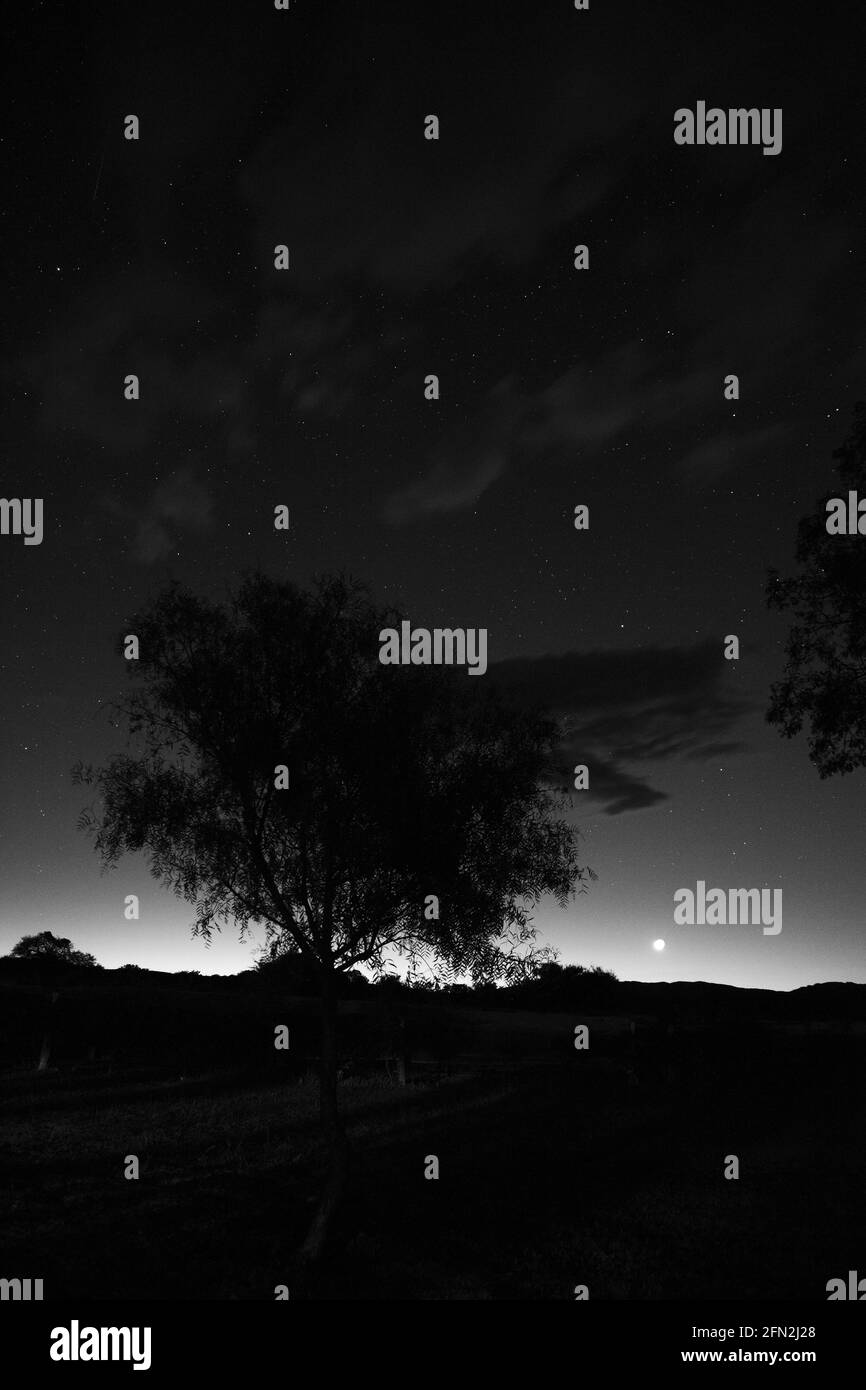 Ripresa verticale di un cielo notturno sugli alberi Foto Stock