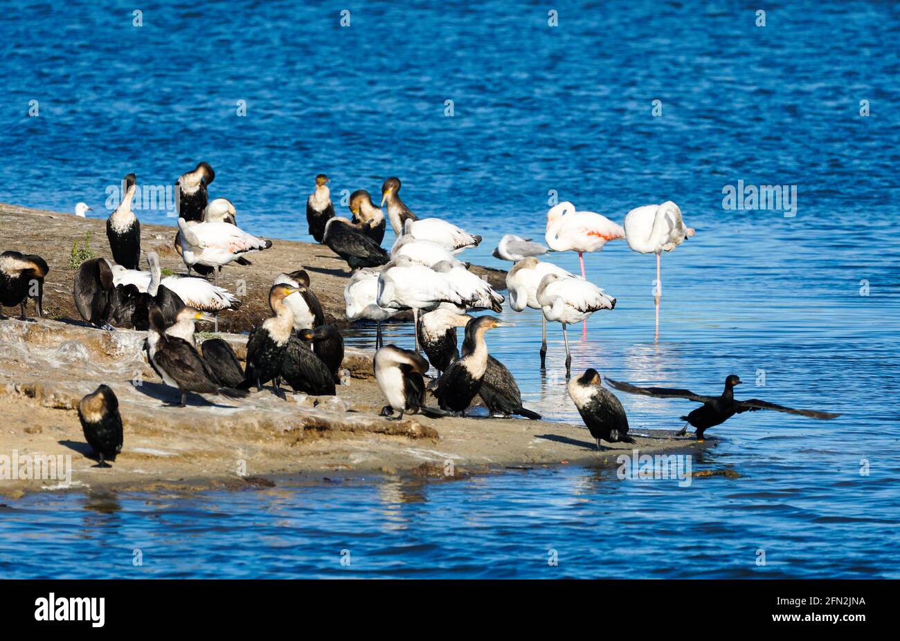 Cormorani, flamingo gregge di uccelli marini selvatici, uccelli marini sul bordo dell'acqua a Capo Occidentale, Sud Africa Foto Stock