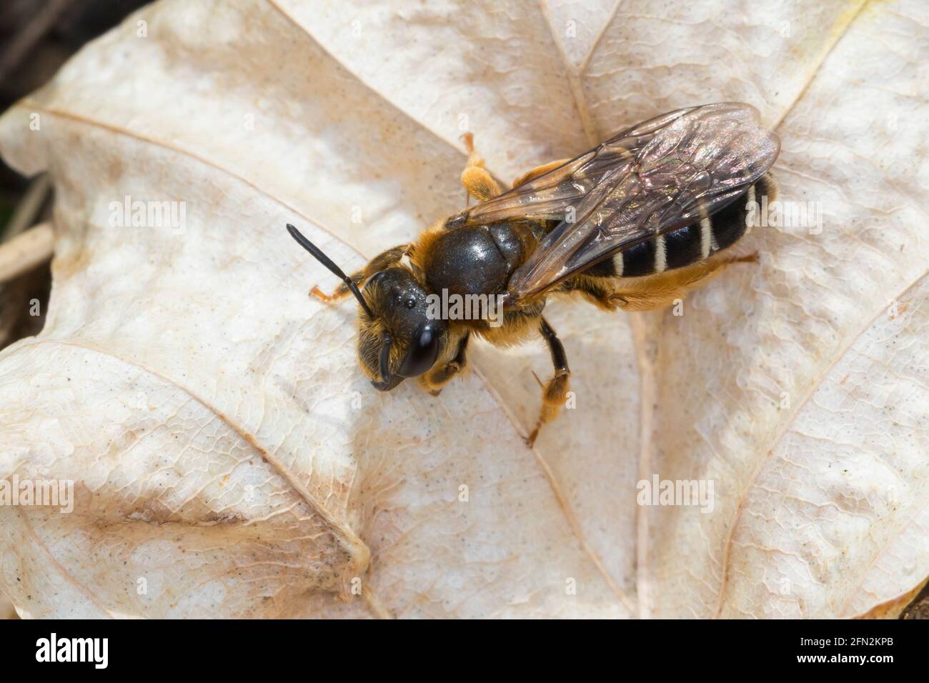 Robbeinige Furchenbiene, Weibchen, Halictus rubicundus, Arancio-leged solco-bee, Arancio-leged solco bee, Femmina, Schmalbienen, Furchenbienen, Halic Foto Stock