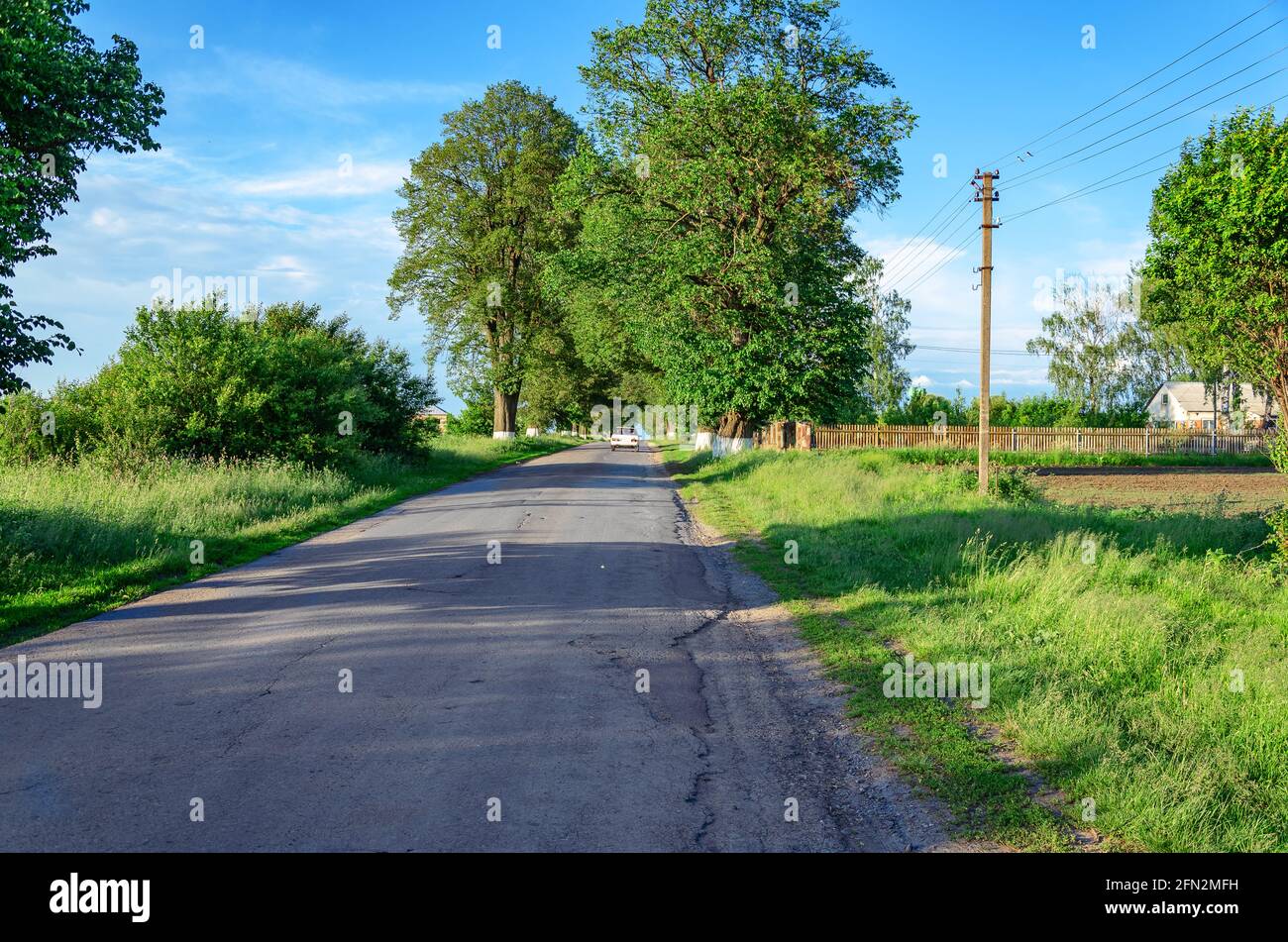 Strada in villaggio in Ucraina tra grandi alberi di pioppo verde. Auto su strada Foto Stock