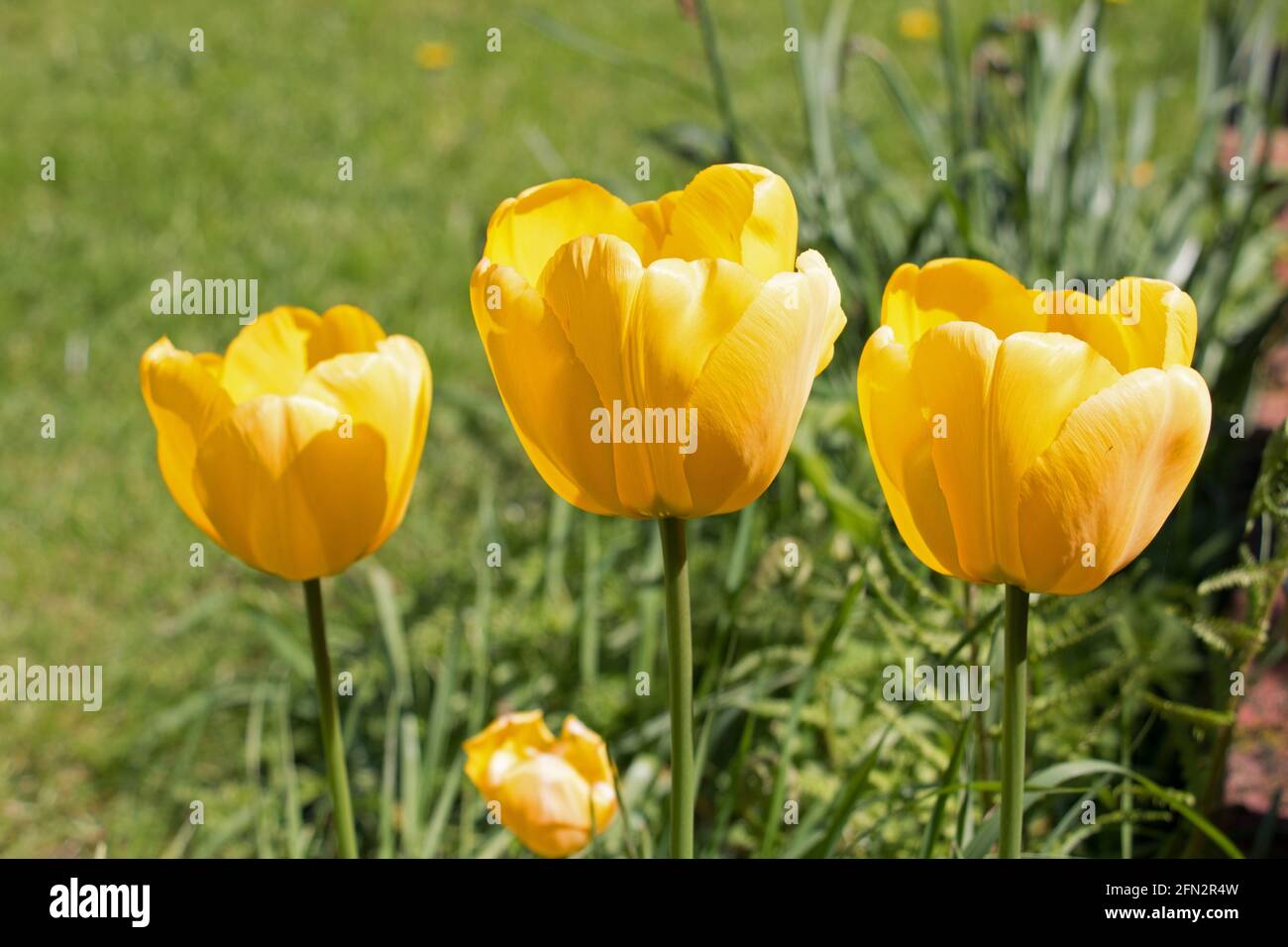 Tre tulipani gialli luminosi, Tulipa Golden Oxford ibrido, fiori illuminati al sole che fioriscono al sole di primavera Foto Stock