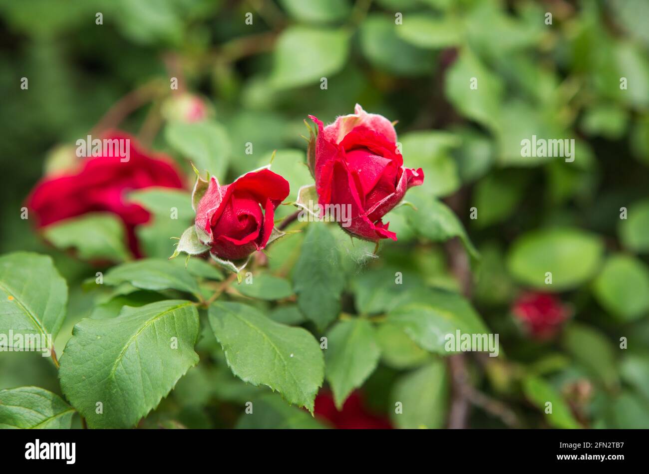 Fiori di rosa rossa. Arrampicata fiori di rosa all'inizio dell'estate. Foto Stock