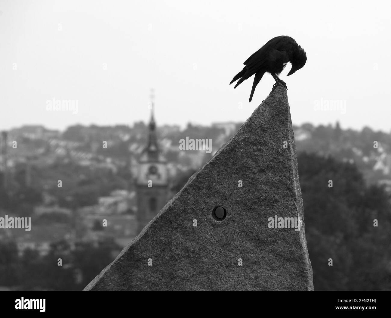 Crow saluta a Stoccarda Foto Stock