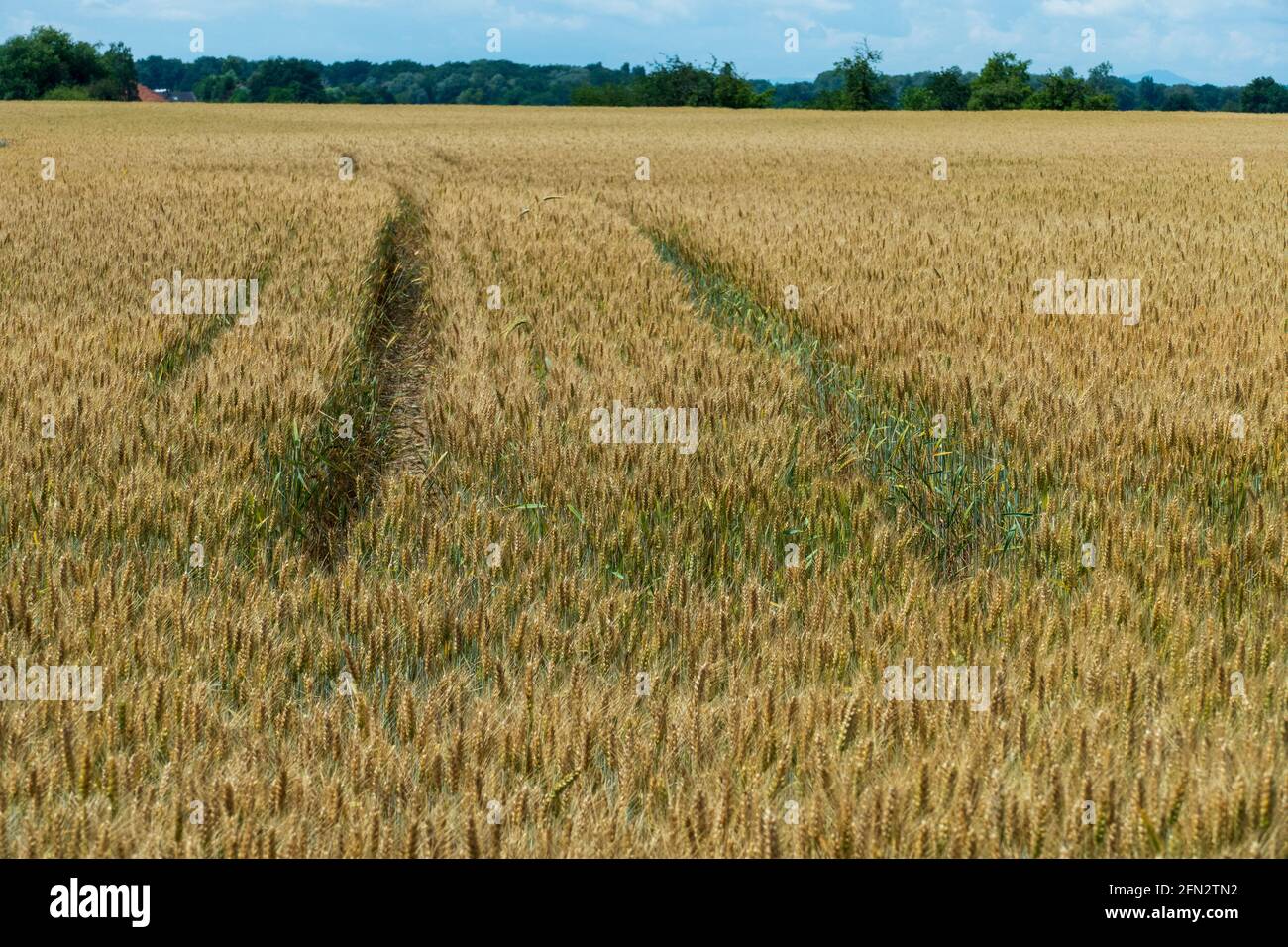 Weizenfeld im Juni, kurz vor der Ernte Foto Stock