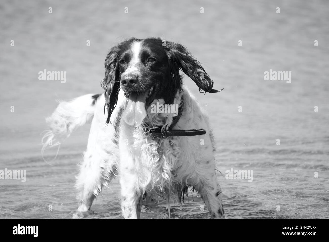 Il cane da compagnia domestico felice gode di giocare nei laghi ad una riserva naturale costiera gallese su terra industriale bonificata. L'acqua fredda raffredda l'animale Foto Stock