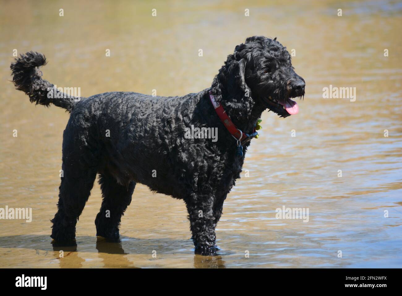 Il cane da compagnia domestico felice gode di giocare nei laghi ad una riserva naturale costiera gallese su terra industriale bonificata. L'acqua fredda raffredda l'animale Foto Stock