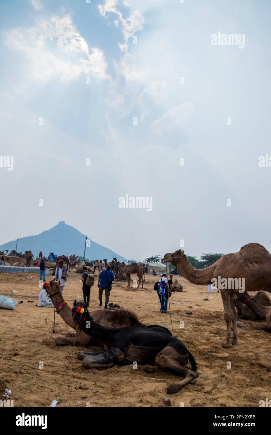 Vari cammelli alla fiera Pushkar Camel Foto Stock