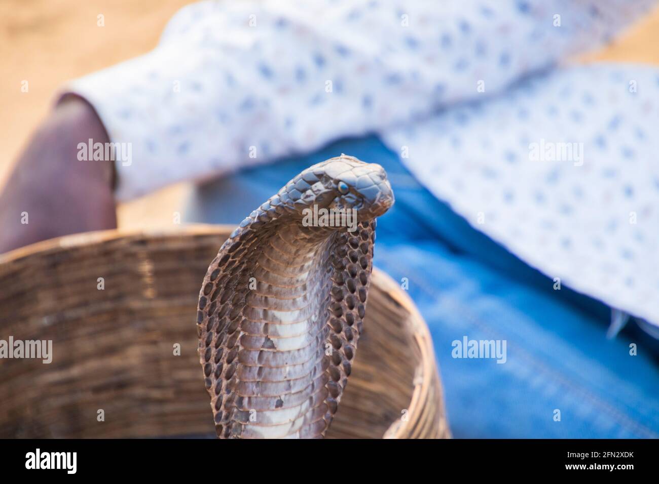 Un incantatore di serpenti con il suo Cobra Foto Stock