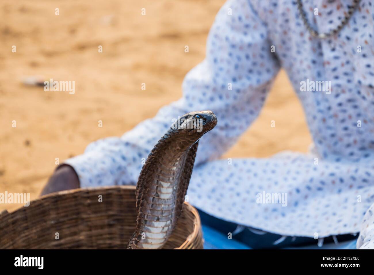 Un incantatore di serpenti con il suo Cobra Foto Stock