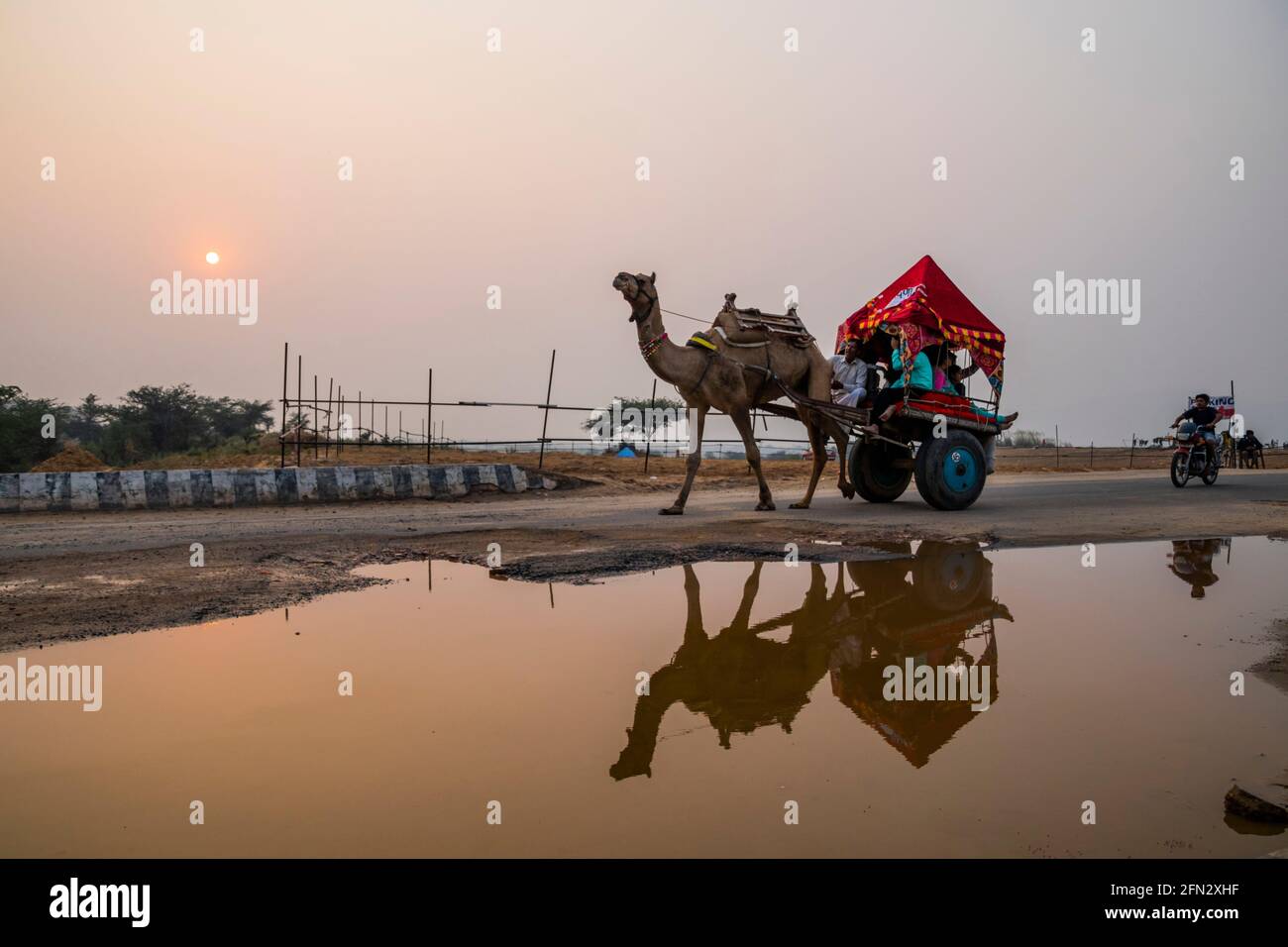 Vari cammelli alla fiera Pushkar Camel Foto Stock