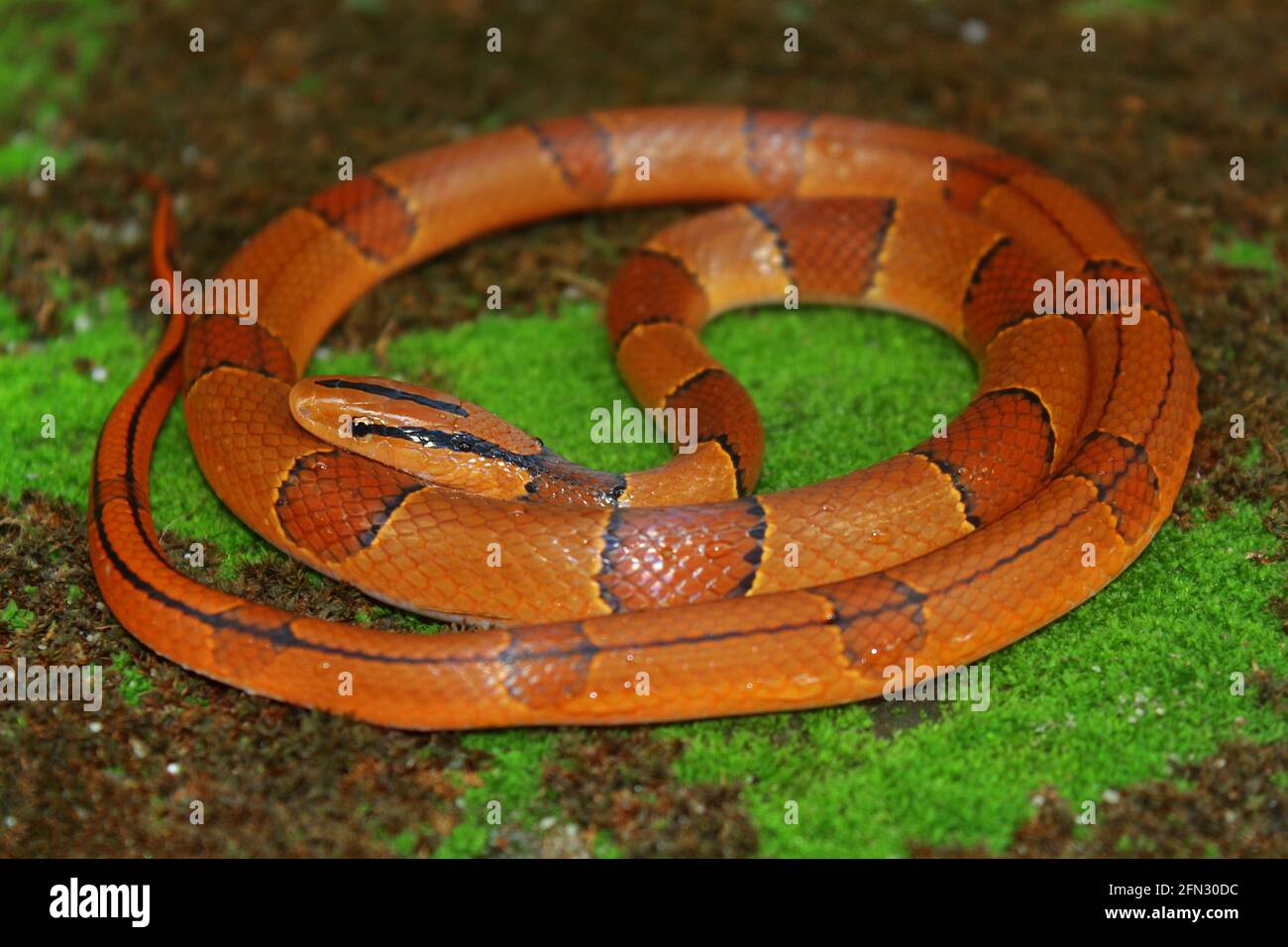 Un serpente di trinket nero a fasce (porfiracea di Oreocryptophis) Foto Stock