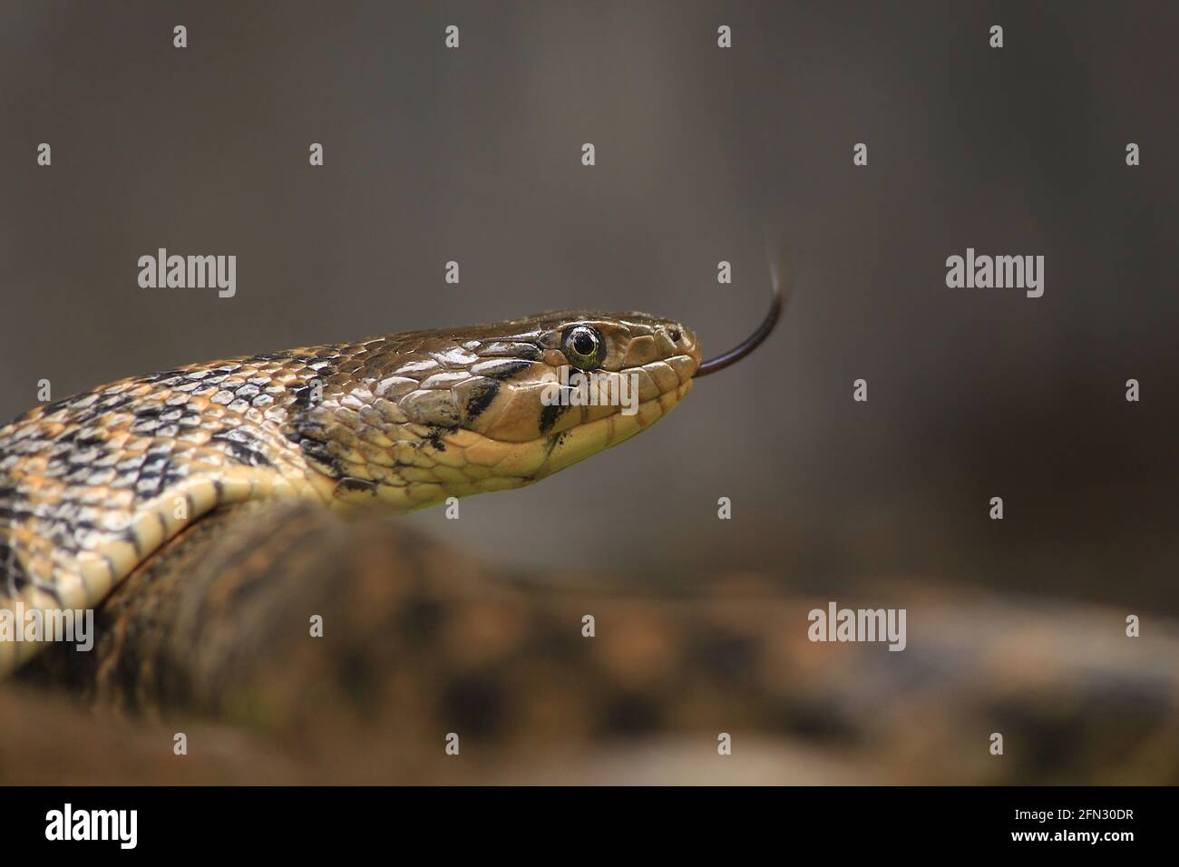 Un chequered keelback (Flegia piscator) che fa scorrere la lingua Foto Stock