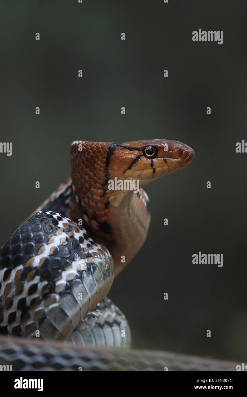 Un serpente a trinket (Coelognathus radiatus) con testa di rame in difesa Foto Stock