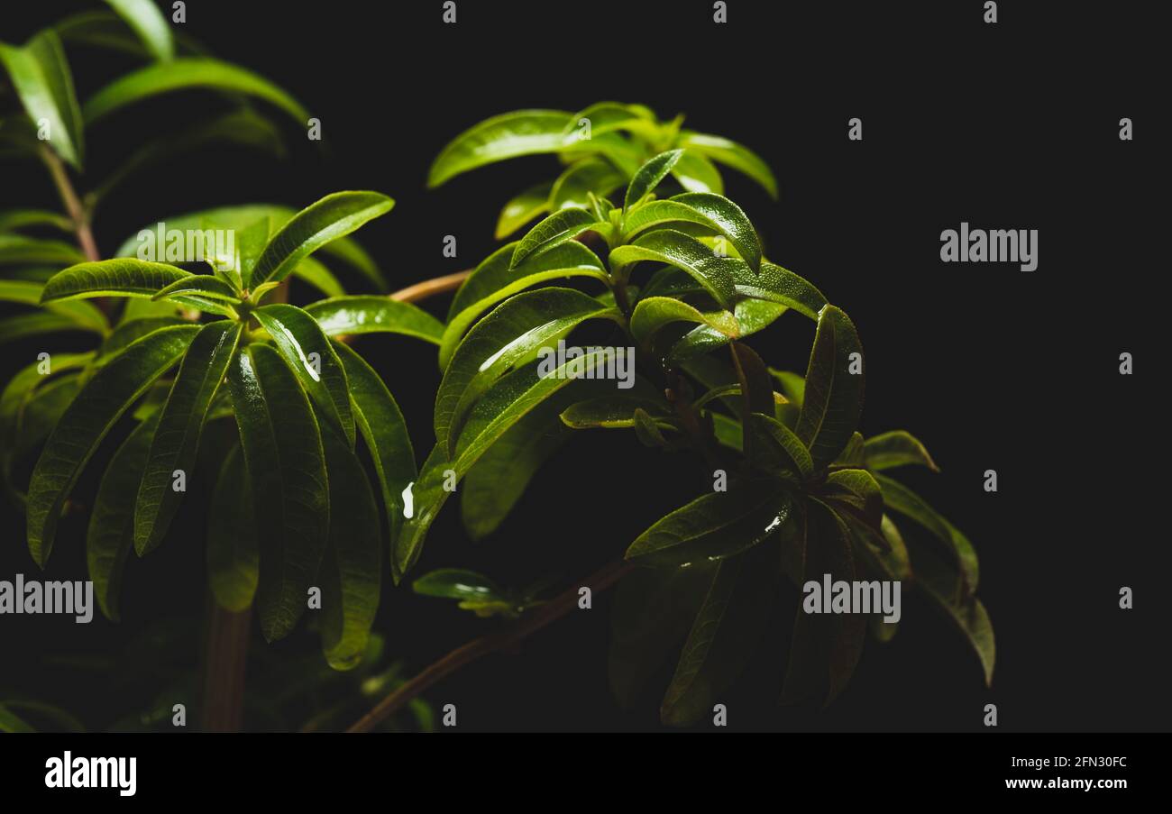 Aloysia citrodora, è una specie di pianta fiorente della famiglia Verbenaceae, originaria del Sud America. Altri nomi comuni sono Foto Stock