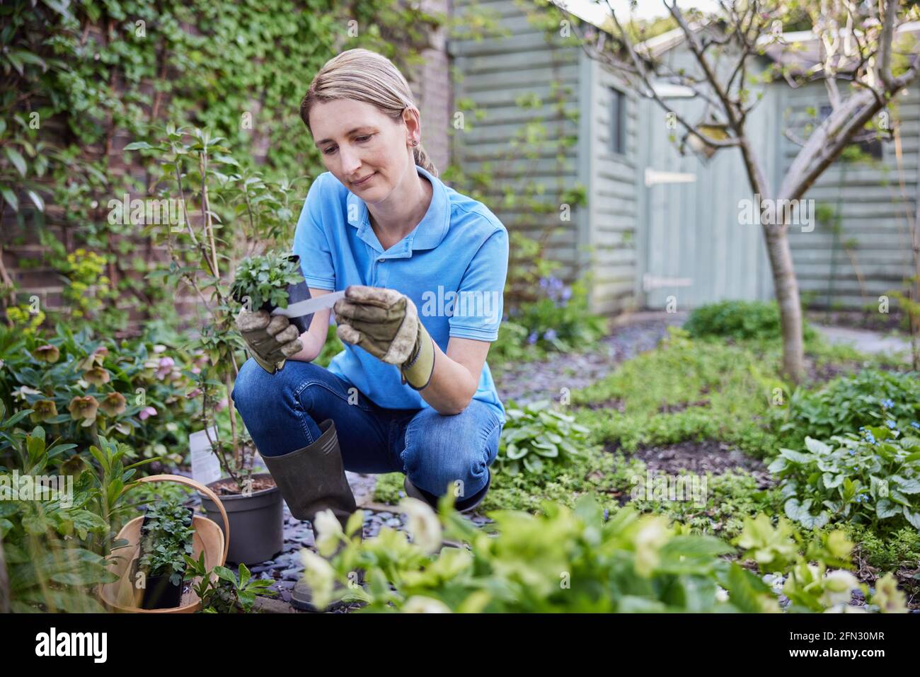 Piante mature di giardiniere di paesaggio femminile piantando in istruzioni di lettura di giardino Su etichetta di cura Foto Stock