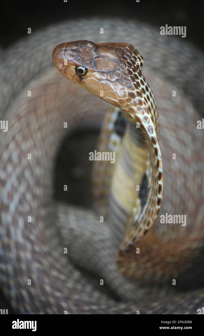 Una cobra con spectacled (Naja naja) da un paesaggio urbano, closeup shot. Foto Stock