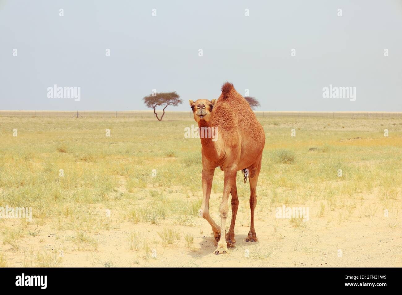 cammello in una fattoria - animale del deserto Foto Stock