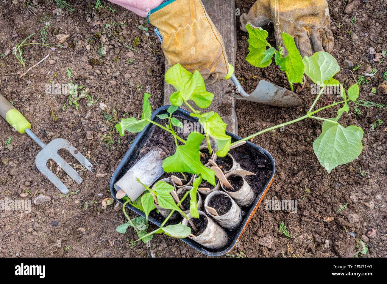 Donna che pianta fuori nani fagiolo francese Tendergreen piante, Phaseolus vulgaris, coltivato in vecchi rotoli di toletta. Foto Stock