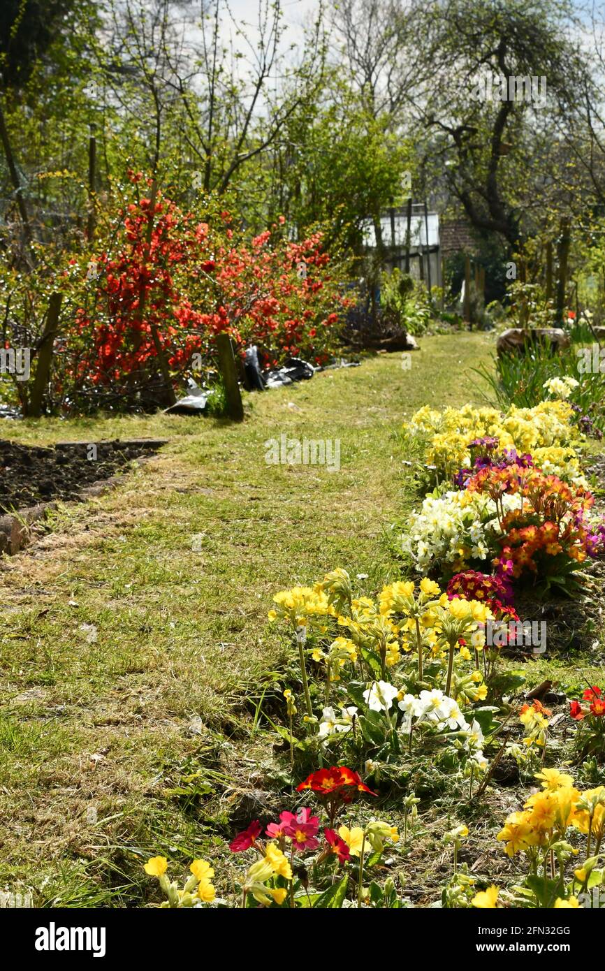 Fiori e fiori di frutta per attrarre insetti impollinanti fiancheggiano il percorso in un gruppo di allottamenti nel Somerset. Foto Stock