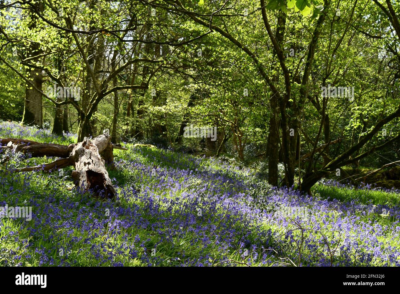 Bluebells intorno ad un tronco di albero che rotea nell'ombra dapped Di un antico bosco misto in Somerset.UK Foto Stock