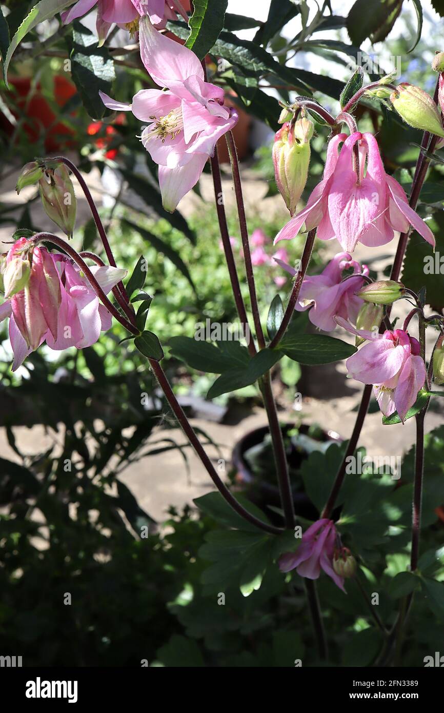 Aquilegia vulgaris ‘Pink Flamingo’ Columbine / il cofano di Granny Pink Flamingo - fiori rosa penduli con brevi acini arricciati, maggio, Inghilterra, Regno Unito Foto Stock