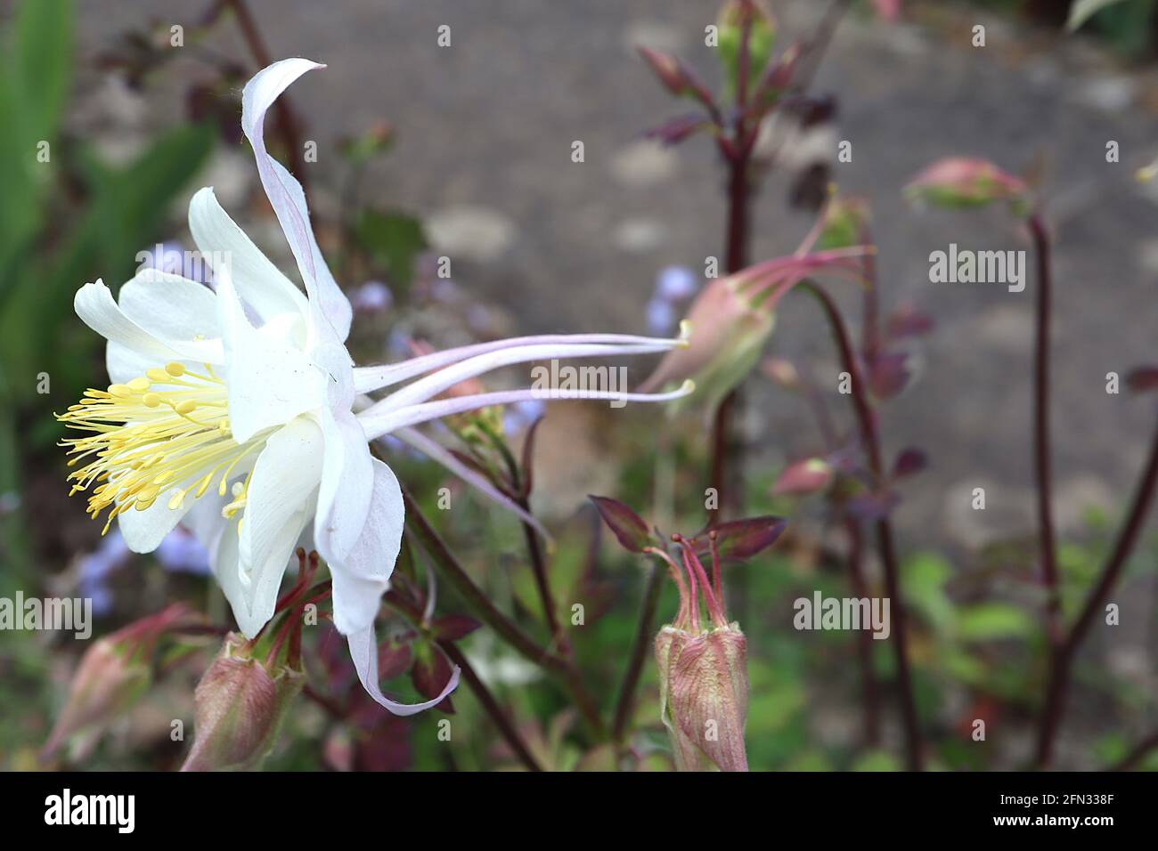 Aquilegia vulgaris ‘Crystal Star’ Columbine / il cofano di Granny Crystal Star - fiore bianco con lunghe punte dritte, maggio, Inghilterra, Regno Unito Foto Stock
