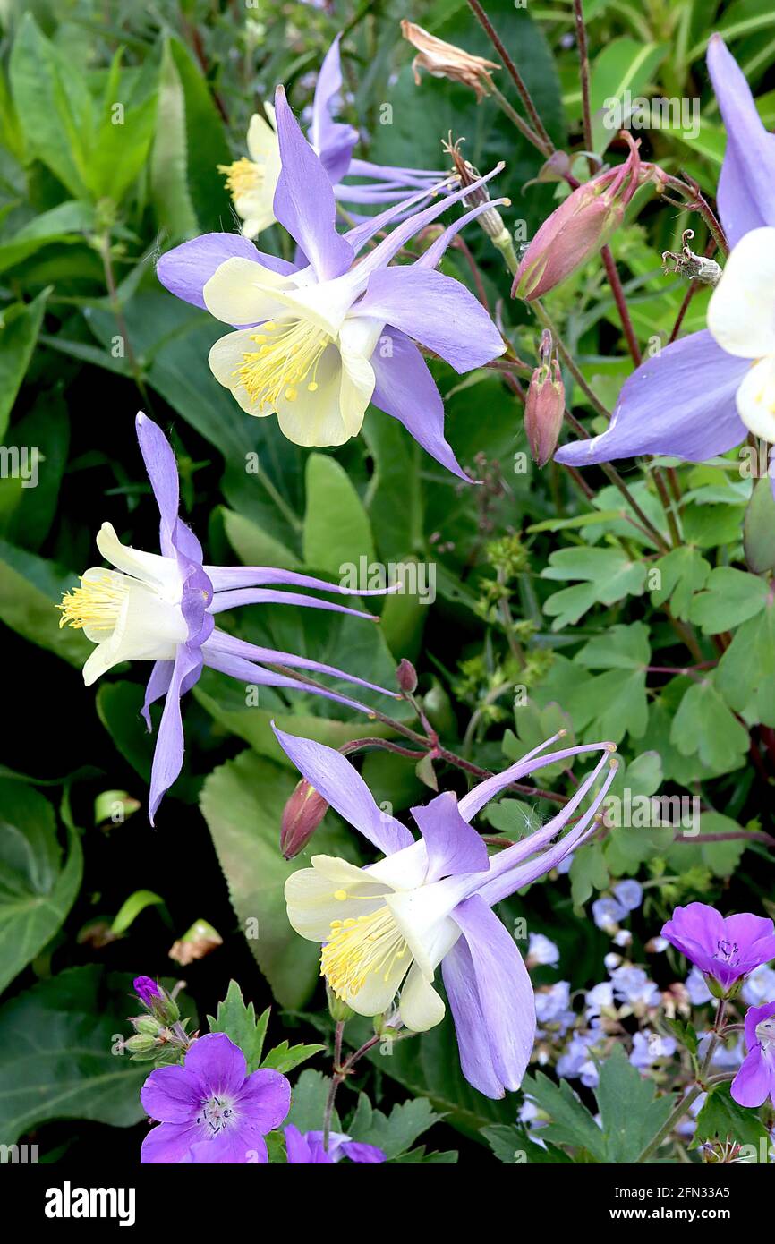 Aquilegia vulgaris ‘Blue Bird’ Columbine / il cofano di Granny Blue Bird – fiori gialli pallidi con setti violetti svasati e lunghi speroni, maggio, Inghilterra, Regno Unito Foto Stock