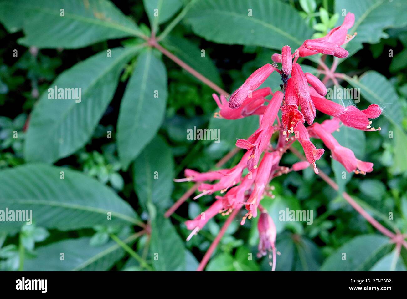 Aesculus pavia ‘Atrosanguinea’ rosso Buckeye Atrosanguinea – parse panicles di lunghi e stretti fiori rossi tubolari, maggio, Inghilterra, Regno Unito Foto Stock